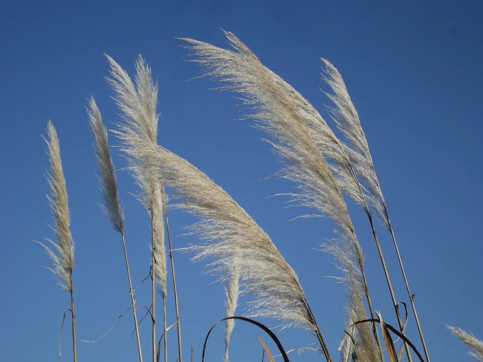 Pampas Grass (Cortaderia Selloana) — feathery plumes that emerge above its foliage; feathery plumes which appear in summer and last through winter, image 83