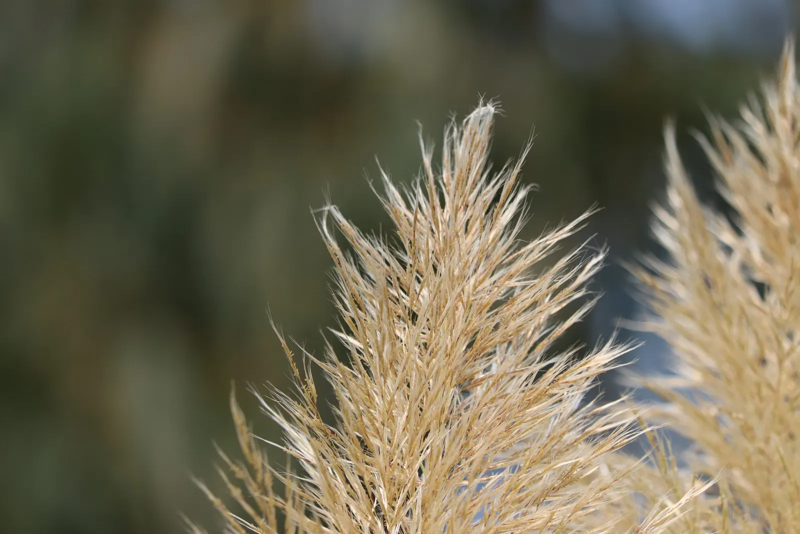 Pampas Grass (Cortaderia Selloana) — it is relatively low-maintenance; is a statement-making ornamental grass that can reach up to 10 feet in, image 86