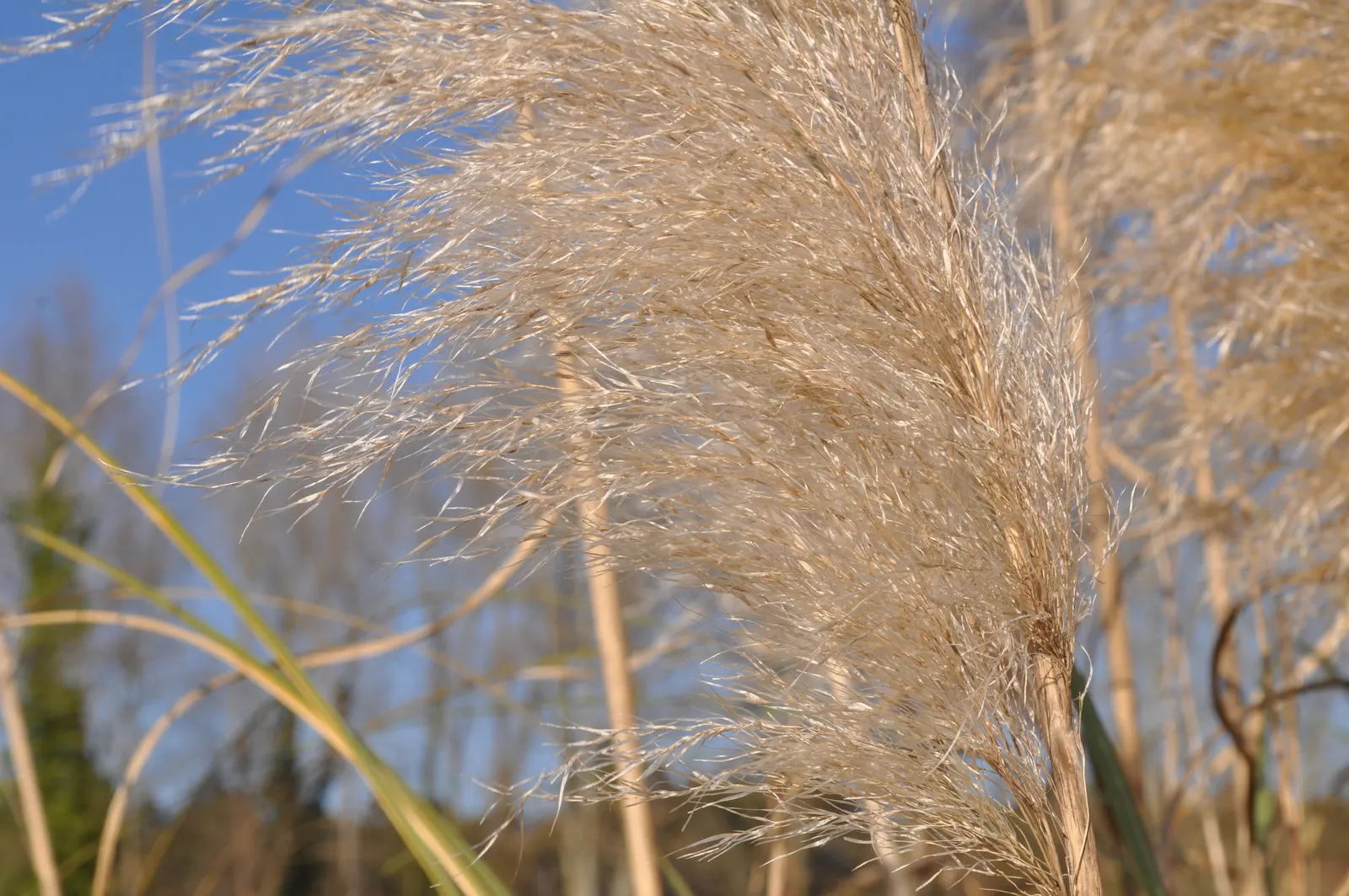 Pampas Grass (Cortaderia Selloana) — is a statement-making ornamental grass that can reach up to 10 feet in height and 6 feet in width; it provides, image 47