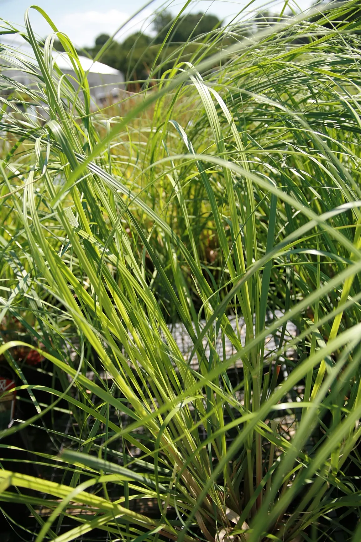 Pampas Grass (Cortaderia Selloana) — grass for full or half; annual pruning in late winter is recommended to prepare the plant for new growth and, image 92