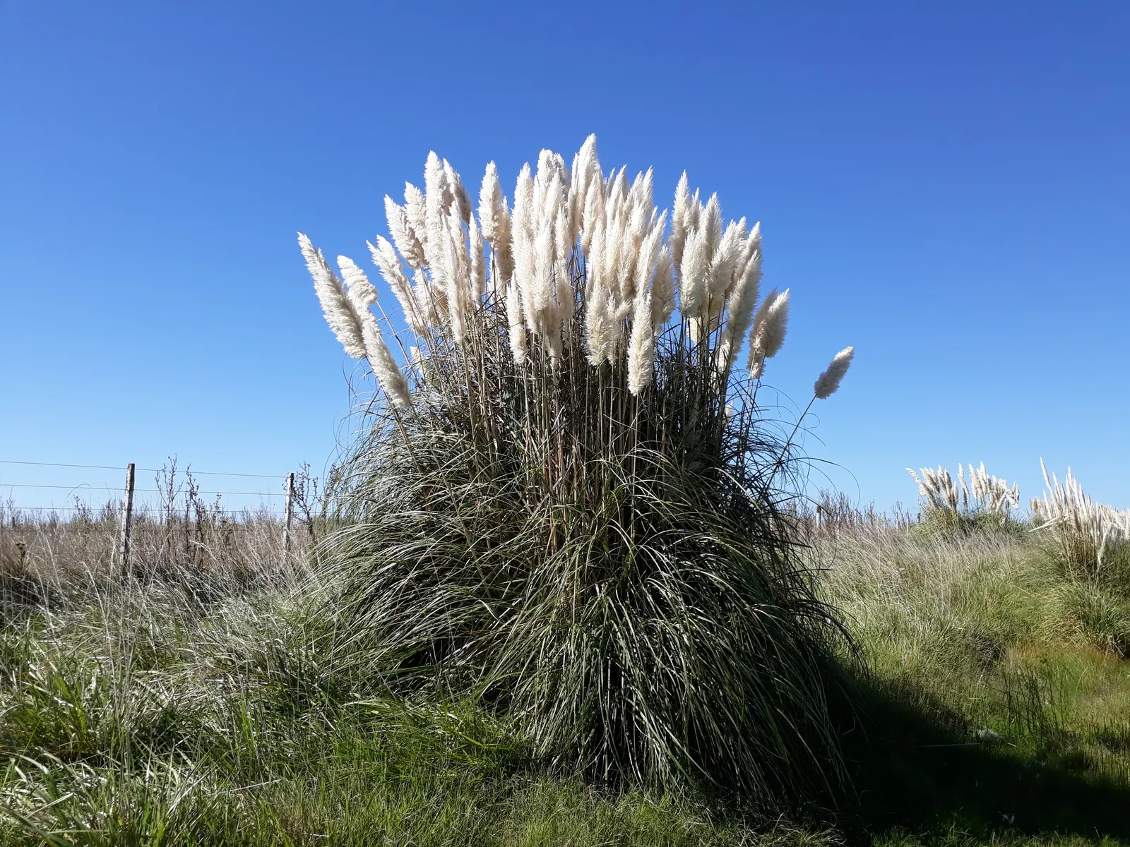 Pampas Grass (Cortaderia Selloana) — pink and white flowers in the garden