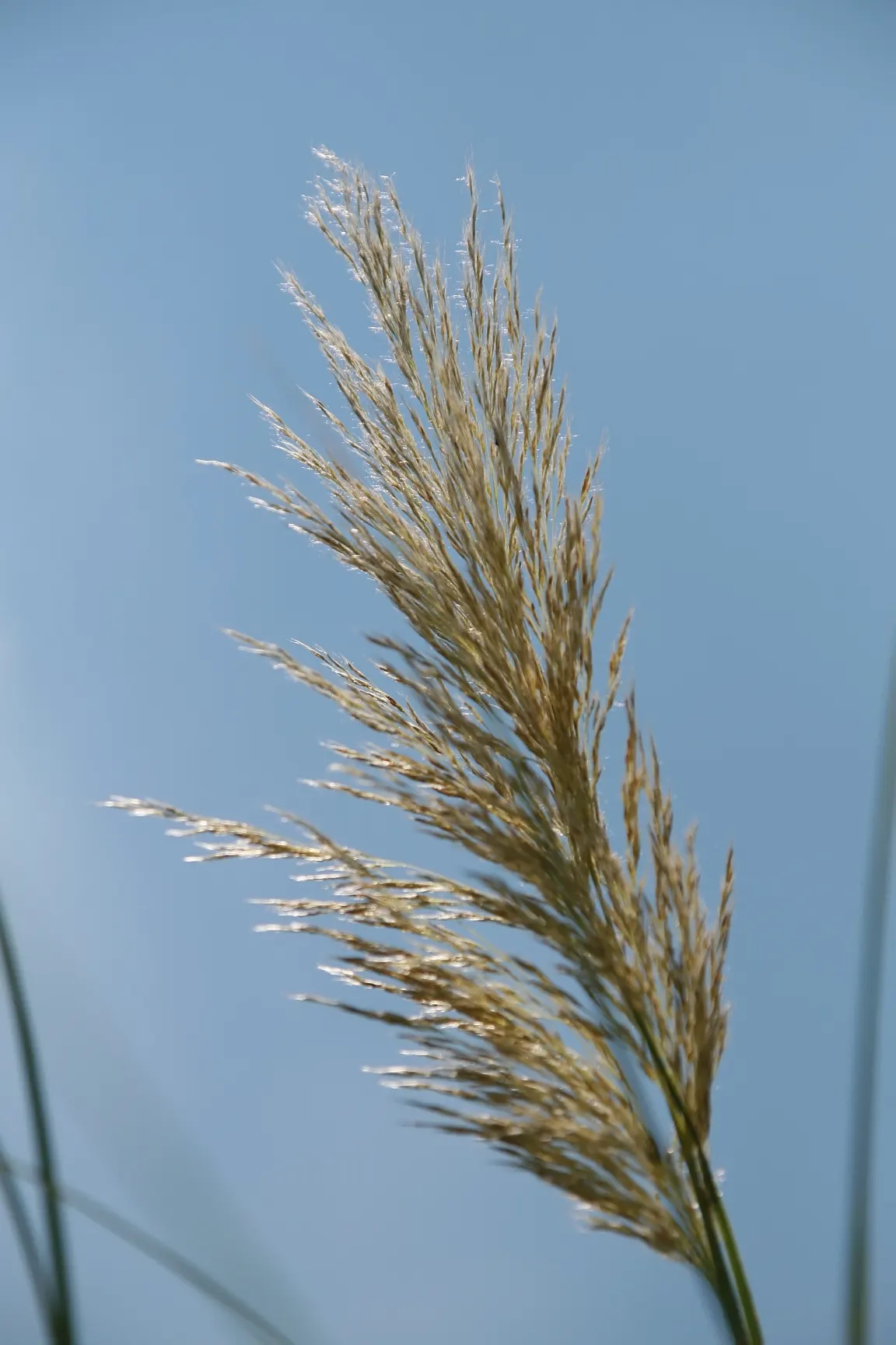 Pampas Grass (Cortaderia Selloana) — Pampas Grass is often used as a screen or as a dramatic specimen plant; blade-like leaves that can measure up to 1 to 3