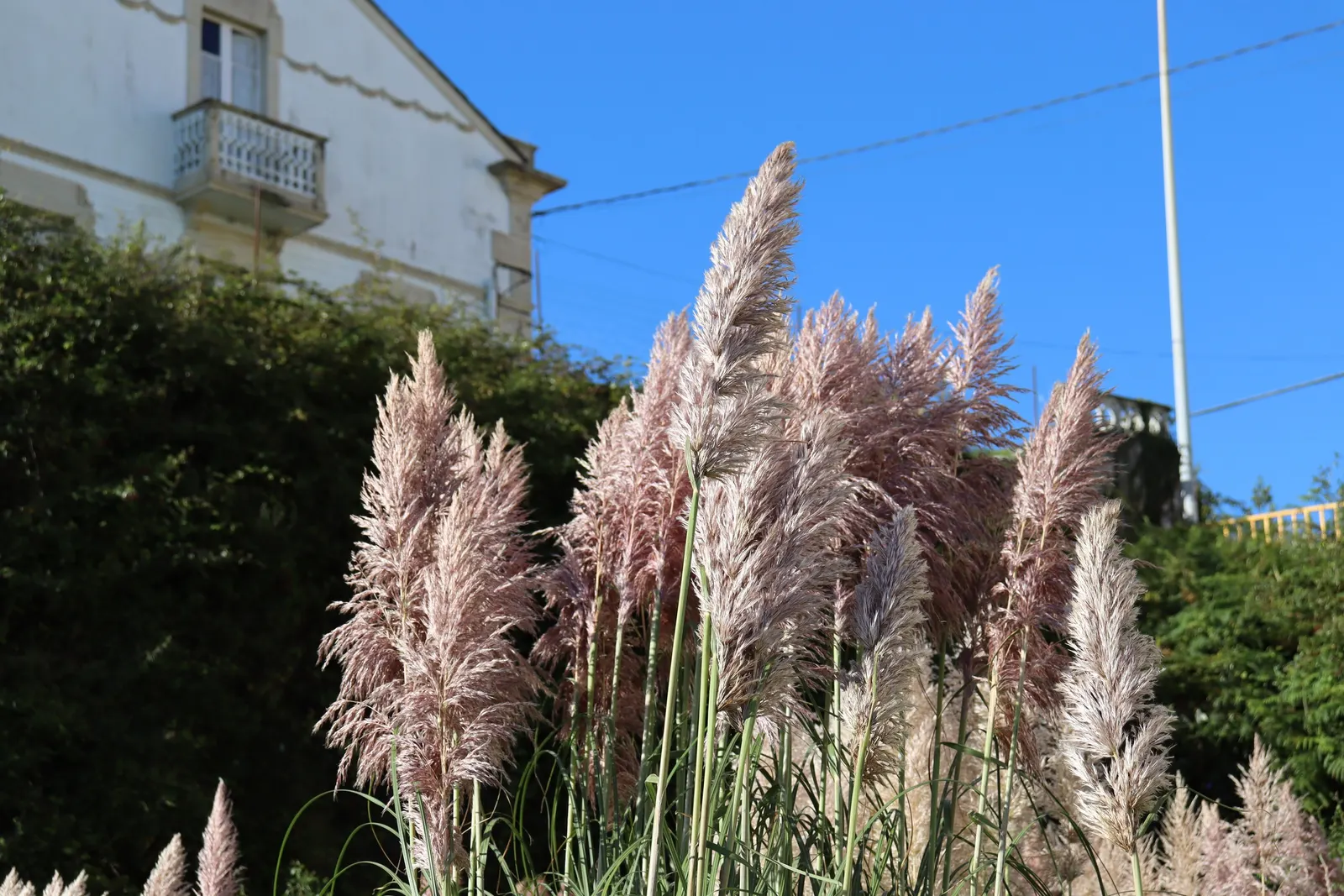 Pampas Grass (Cortaderia Selloana) — For successful growth, it requires well-drained soil