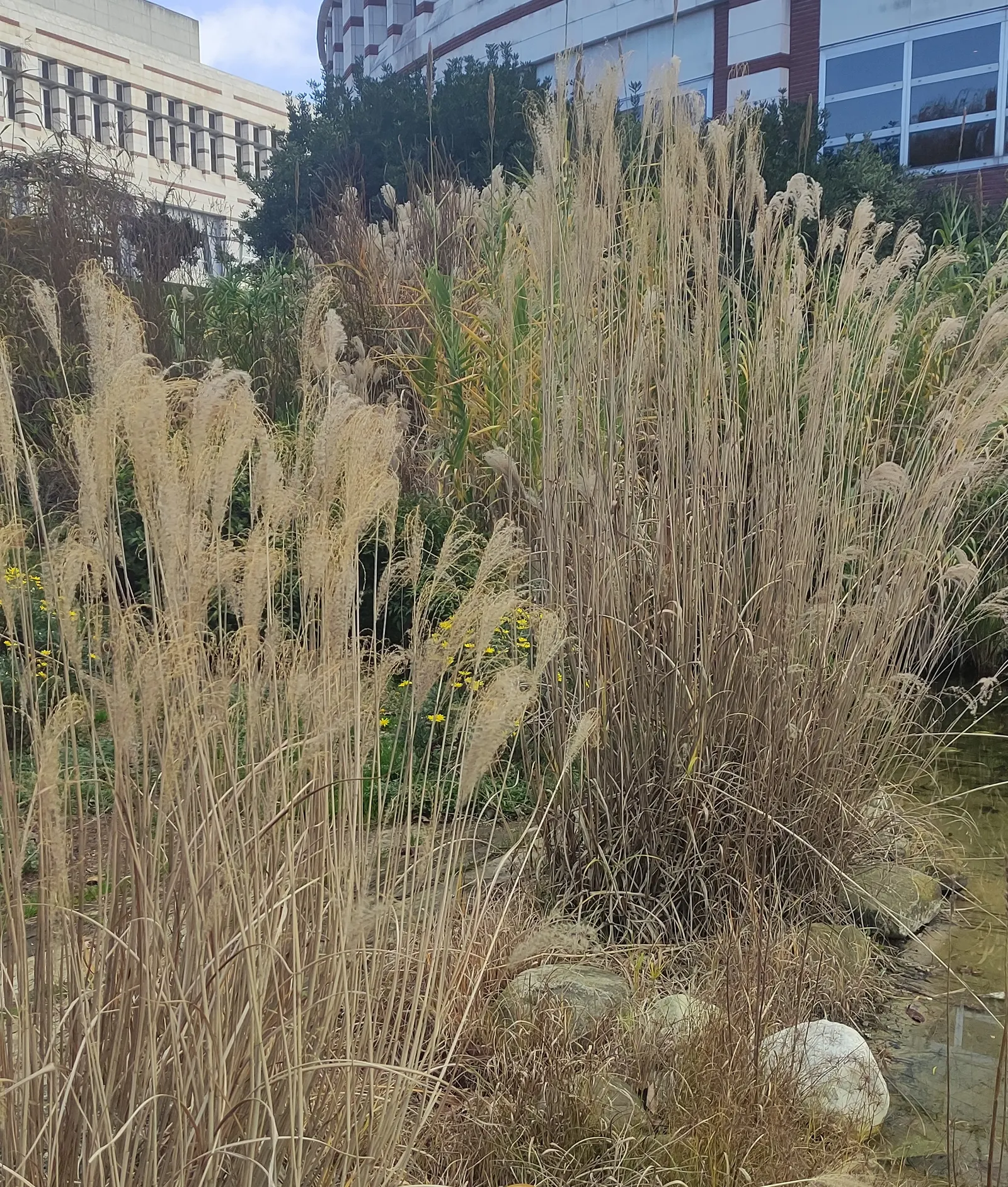 Pampas Grass (Cortaderia Selloana) — Note its invasive behavior in some regions and sharp-edged leaves requiring mindful placement