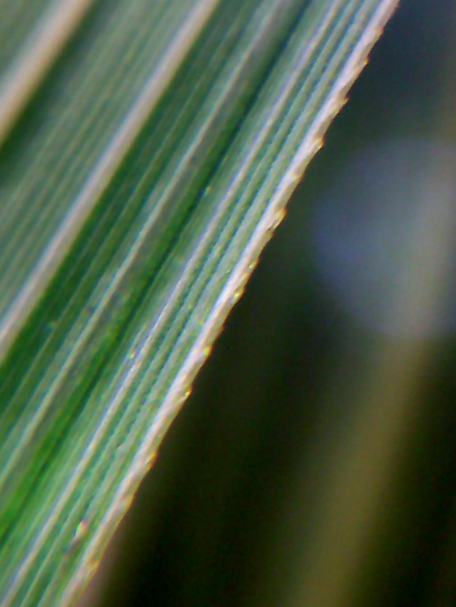 Pampas Grass (Cortaderia Selloana) — is a statement-making ornamental grass that can reach up to 10 feet in height and 6 feet in width; it provides, image 70