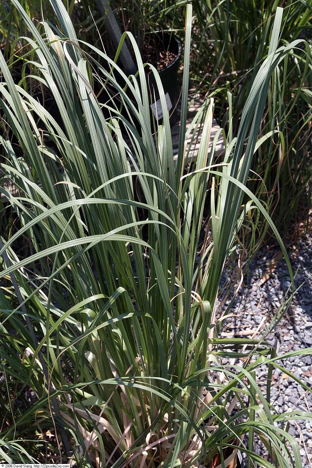 Pampas Grass (Cortaderia Selloana) — blade-like leaves that can measure up to 1 to 3 inches wide and tend to have sharp edges; thus; pink and white, image 79