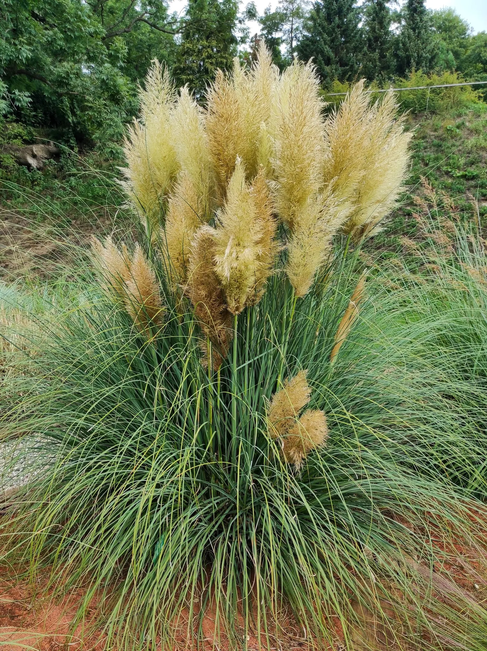 Pampas Grass (Cortaderia Selloana) — is a statement-making ornamental grass that can reach up to 10 feet in height and 6 feet in width; it provides a dramatic