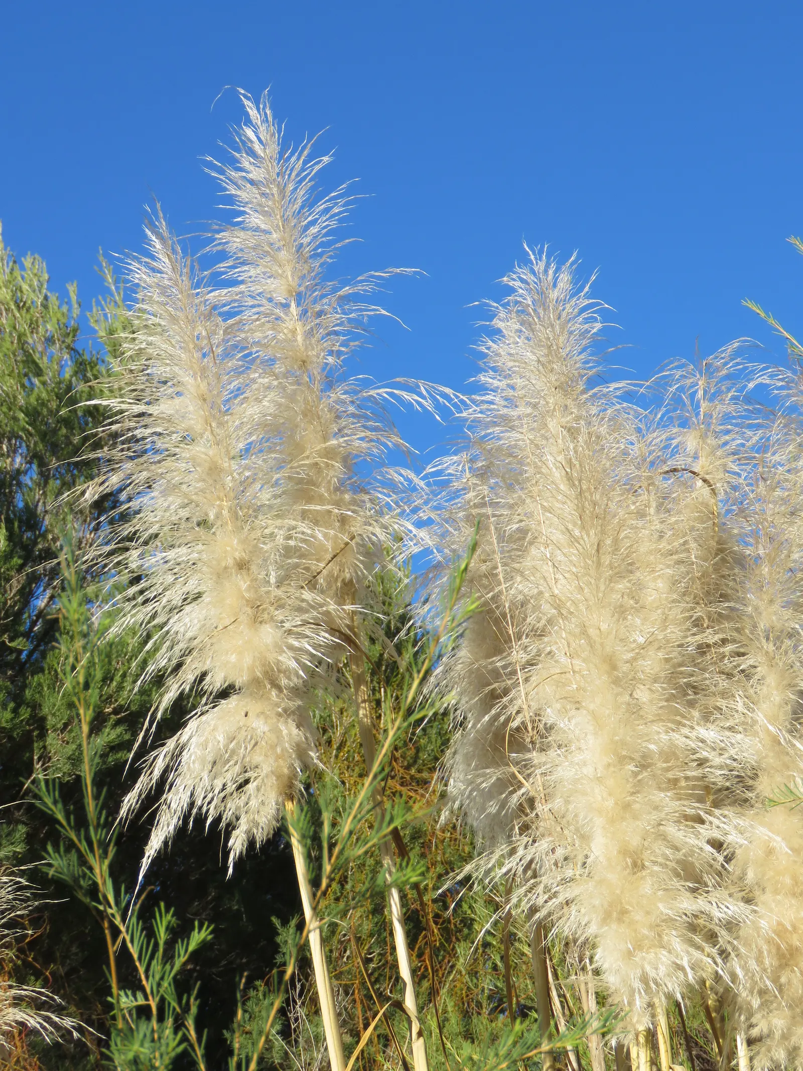 Pampas Grass (Cortaderia Selloana) — For successful growth, it requires well-drained soil; it is relatively low-maintenance