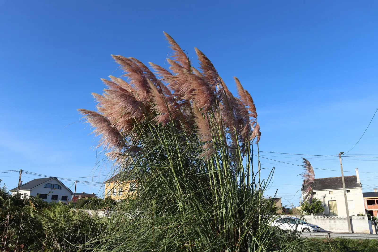 Pampas Grass (Cortaderia Selloana) — care should be taken to place it away from high-traffic areas
