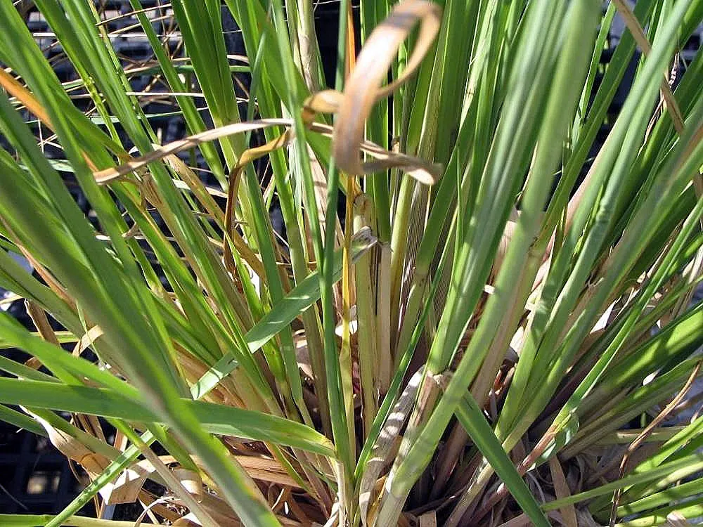 Pampas Grass (Cortaderia Selloana) — blade-like leaves that can measure up to 1 to 3 inches wide and tend to have sharp edges; thus; pink and white, image 56