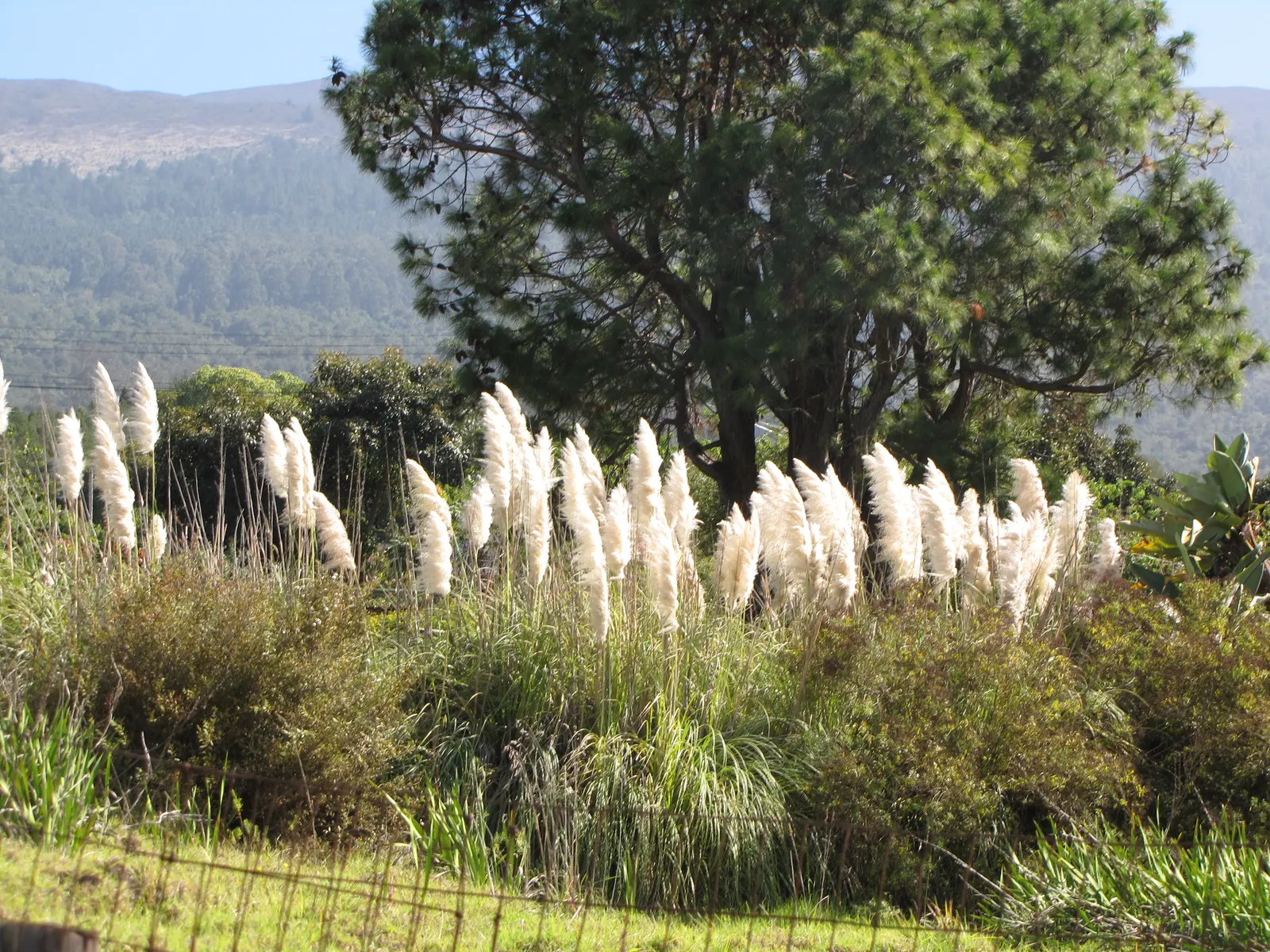 Pampas Grass (Cortaderia Selloana) — Renowned for its striking