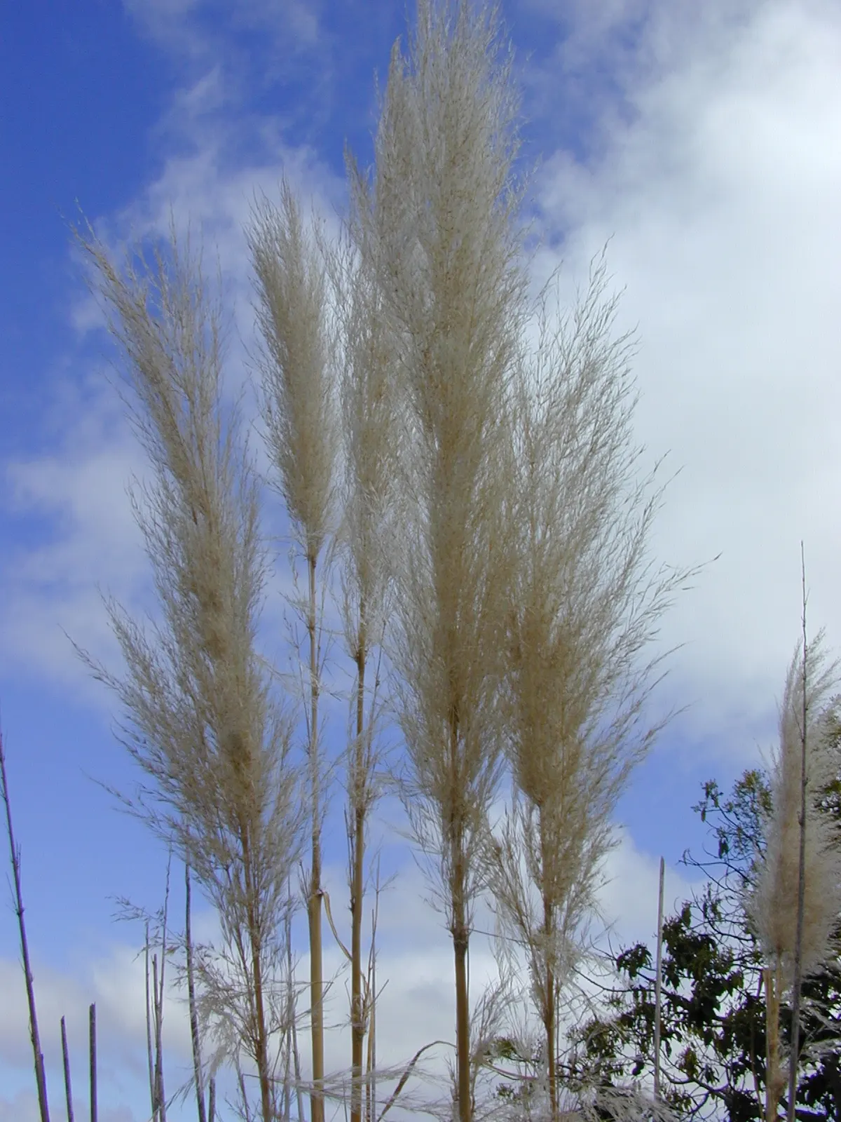 Pampas Grass (Cortaderia Selloana) — feathery plumes which appear in summer and last through winter; and can thrive on minimal care