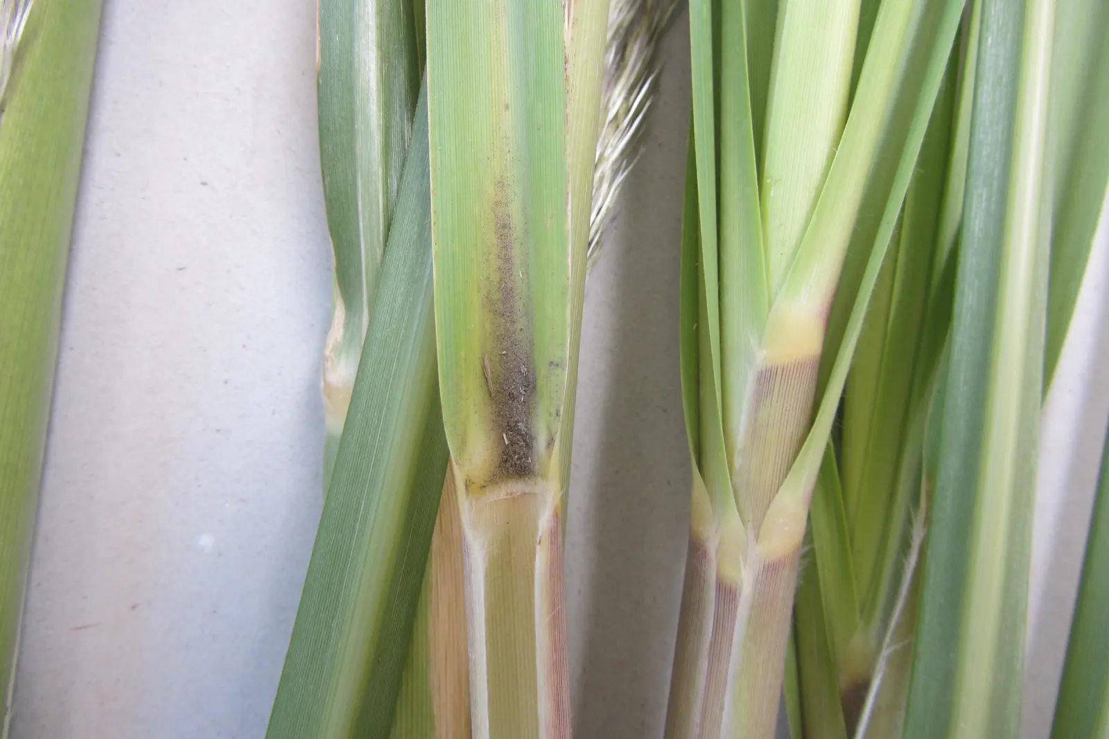 Pampas Grass (Cortaderia Selloana) — pink and white flowers in the garden; note its invasive behavior in some regions and sharp-edged leaves, image 90