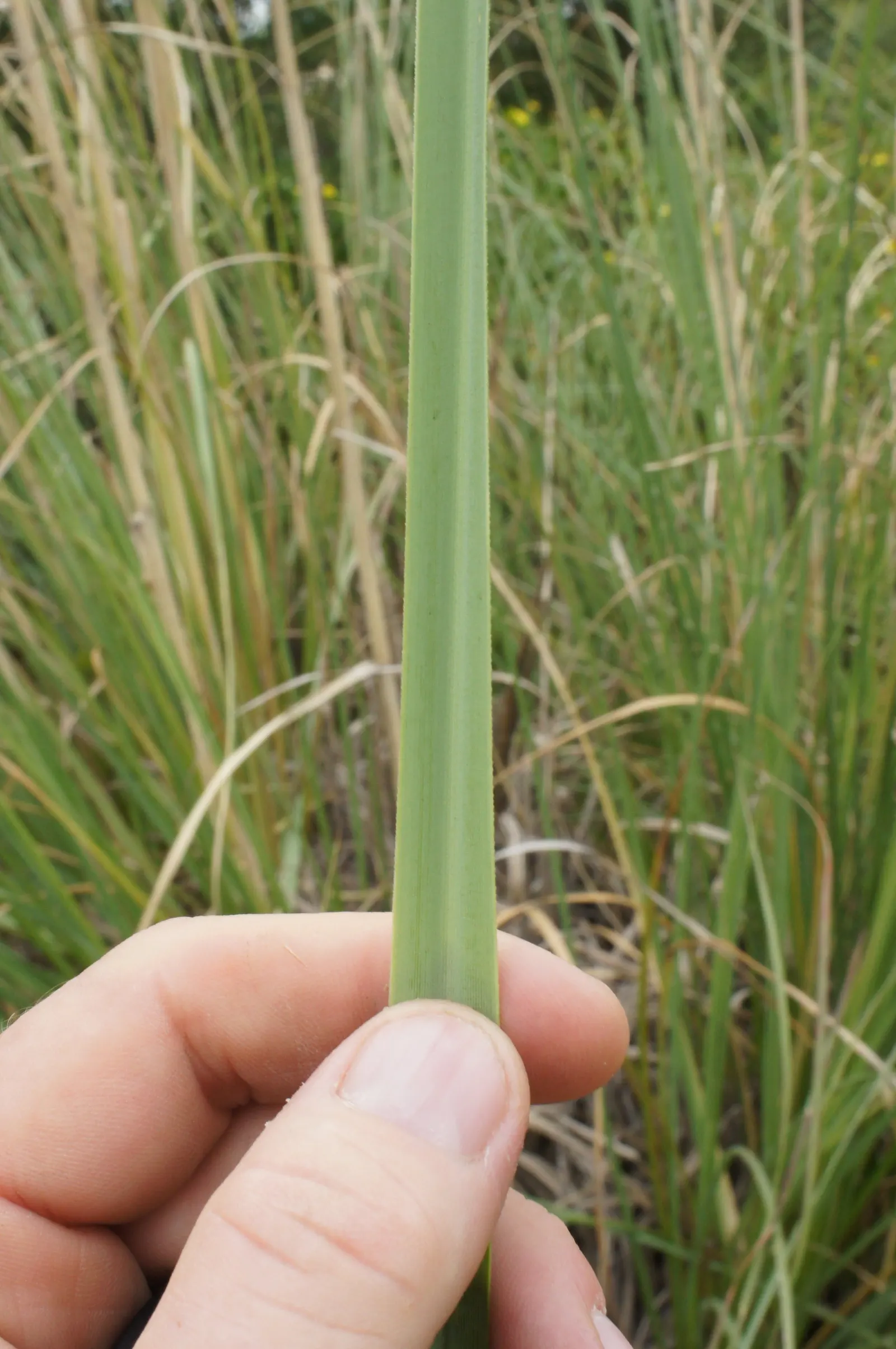 Pampas Grass (Cortaderia Selloana) — Pampas Grass is known for its show-stopping