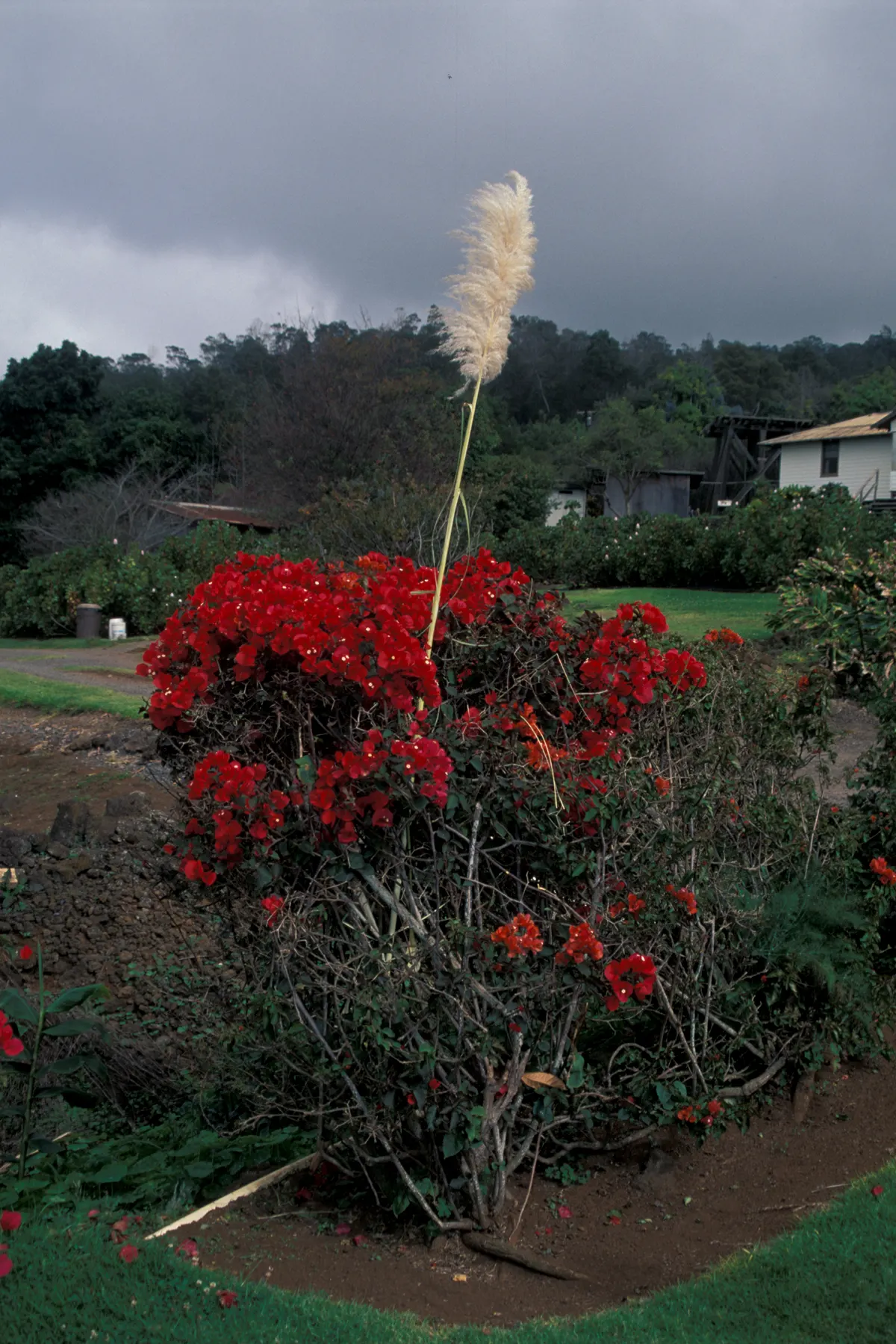 Pampas Grass (Cortaderia Selloana) — Pampas Grass is often used as a screen or as a dramatic specimen plant; blade-like leaves that can measure up, image 61