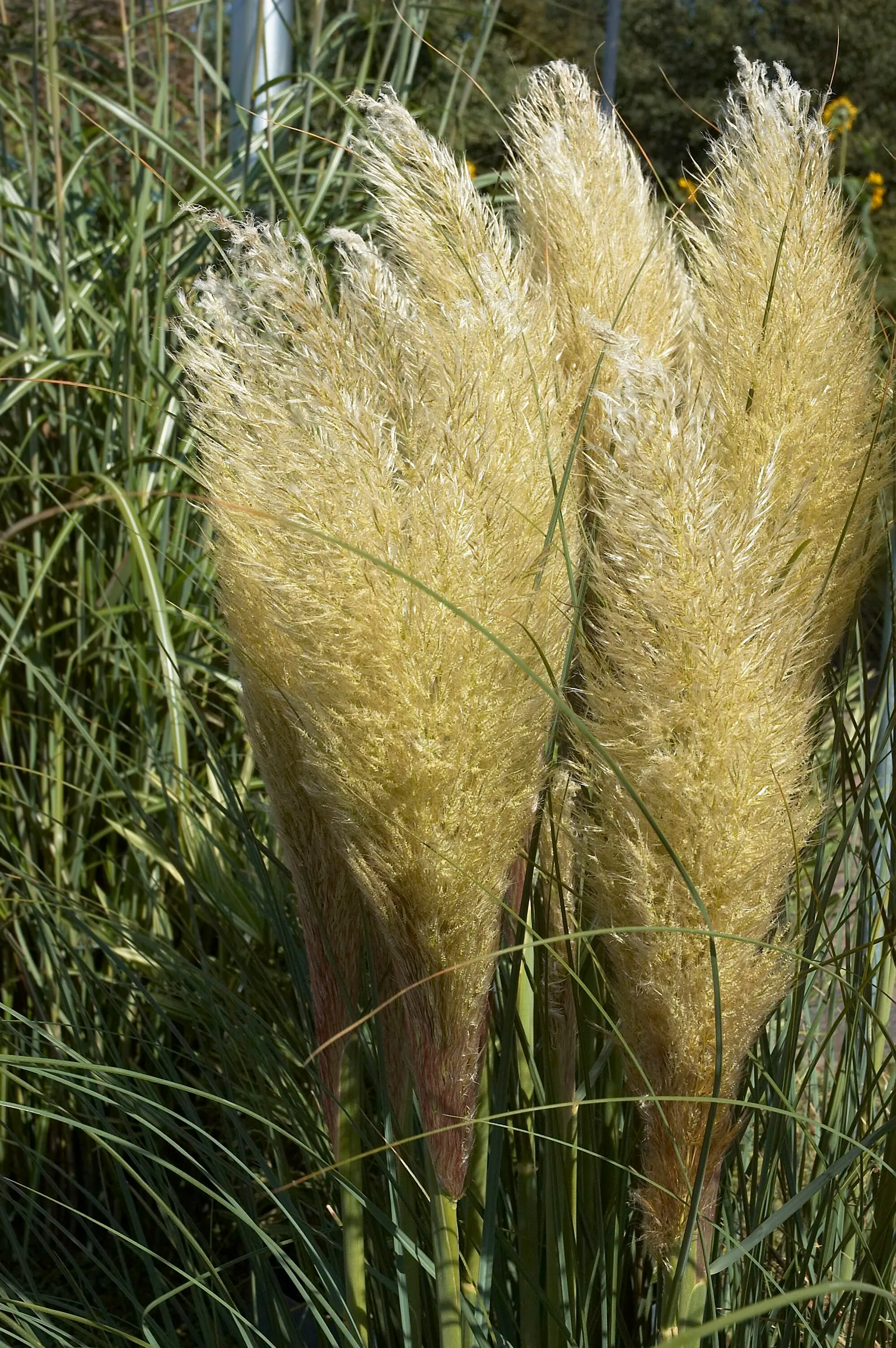 Pampas Grass (Cortaderia Selloana) — annual pruning in late winter is recommended to prepare the plant for new growth and maintain its appearance, image 66