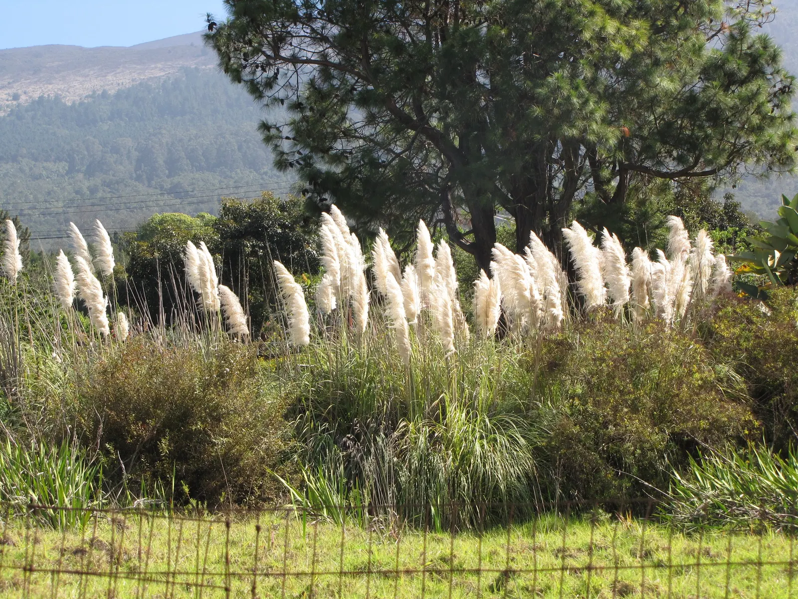 Pampas Grass (Cortaderia Selloana) — annual pruning in late winter is recommended to prepare the plant for new growth and maintain its appearance