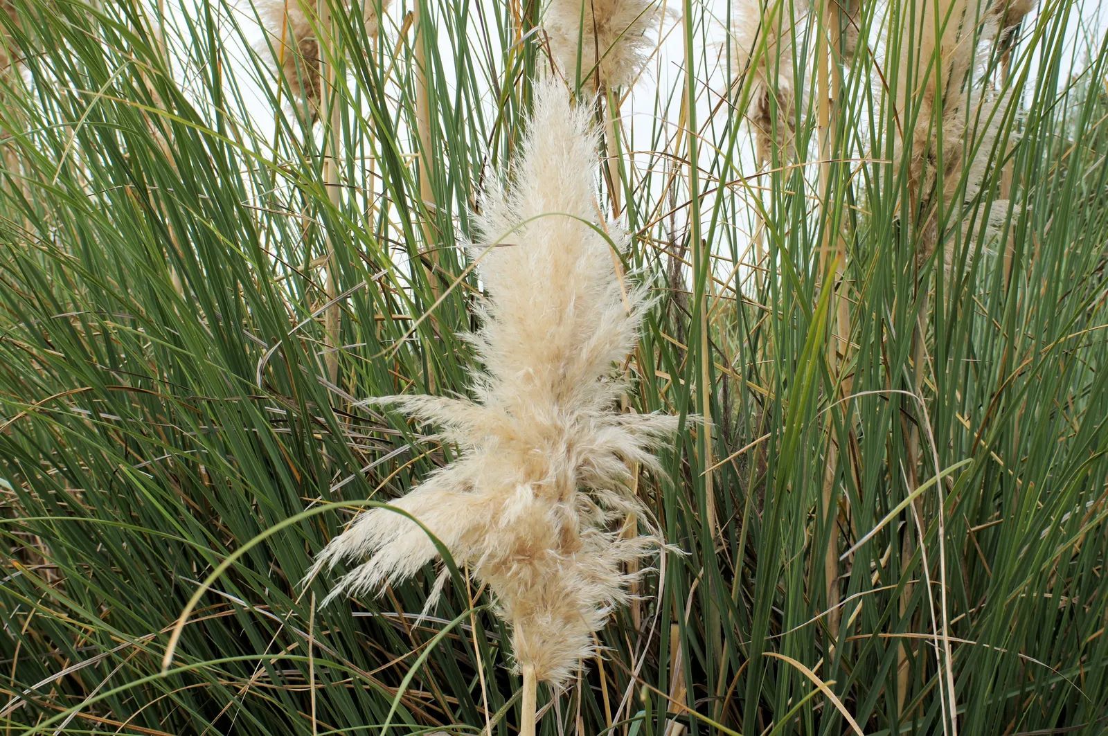 Pampas Grass (Cortaderia Selloana) — care should be taken to place it away from high-traffic areas; preferring full sun, it thrives in USDA zones, image 80