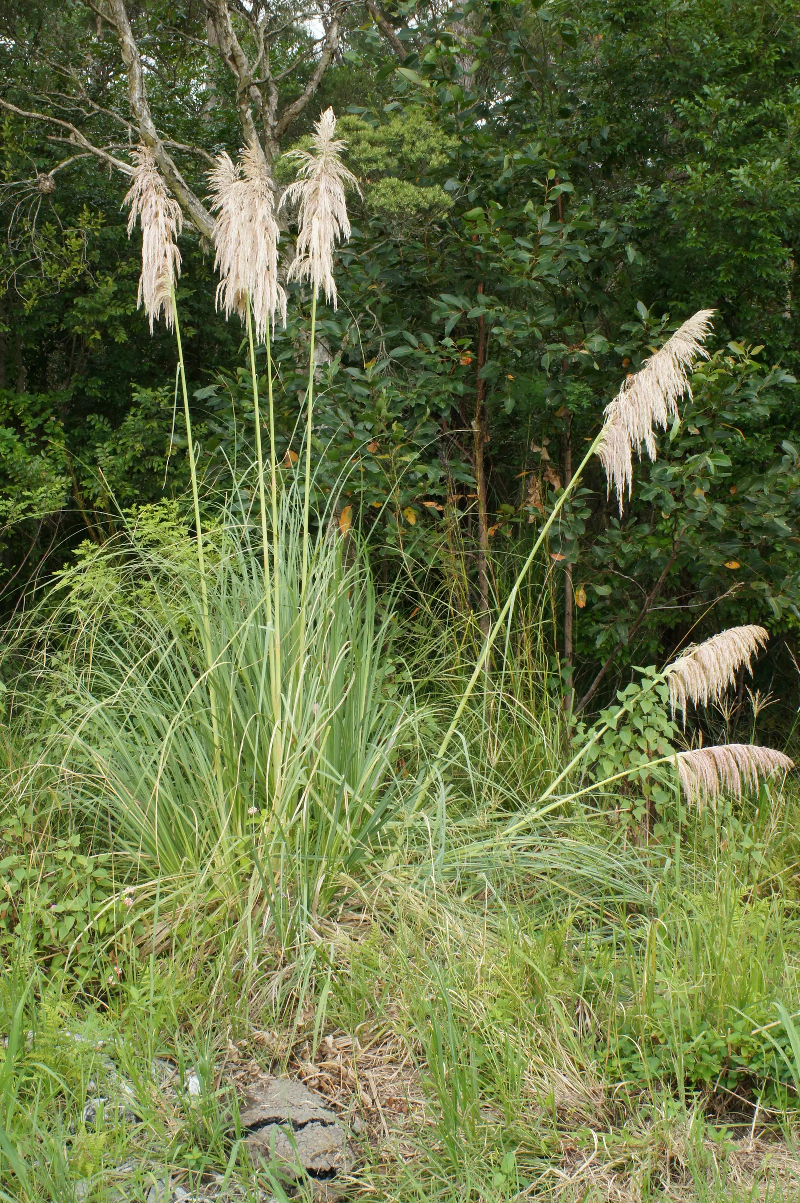 Pampas Grass (Cortaderia Selloana) — grass with pink and white blooms; pampas Grass is known for its show-stopping