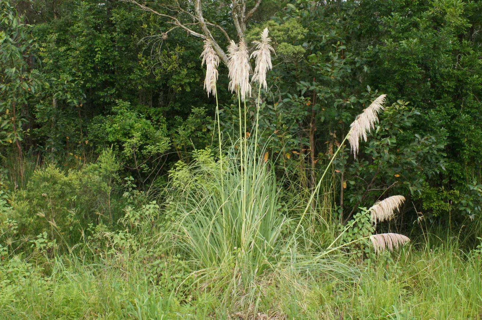 Pampas Grass (Cortaderia Selloana) — grass with pink and white blooms