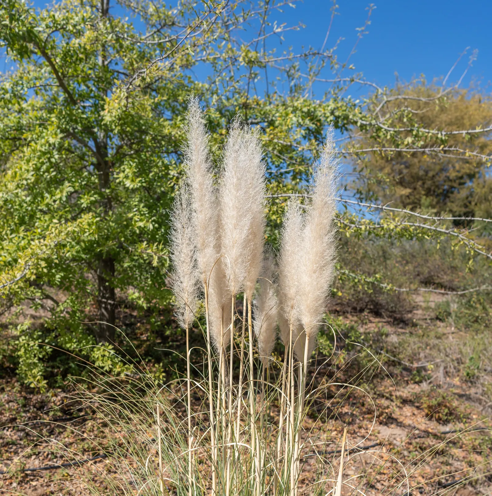 Pampas Grass (Cortaderia Selloana) — In late summer through autumn, image 35