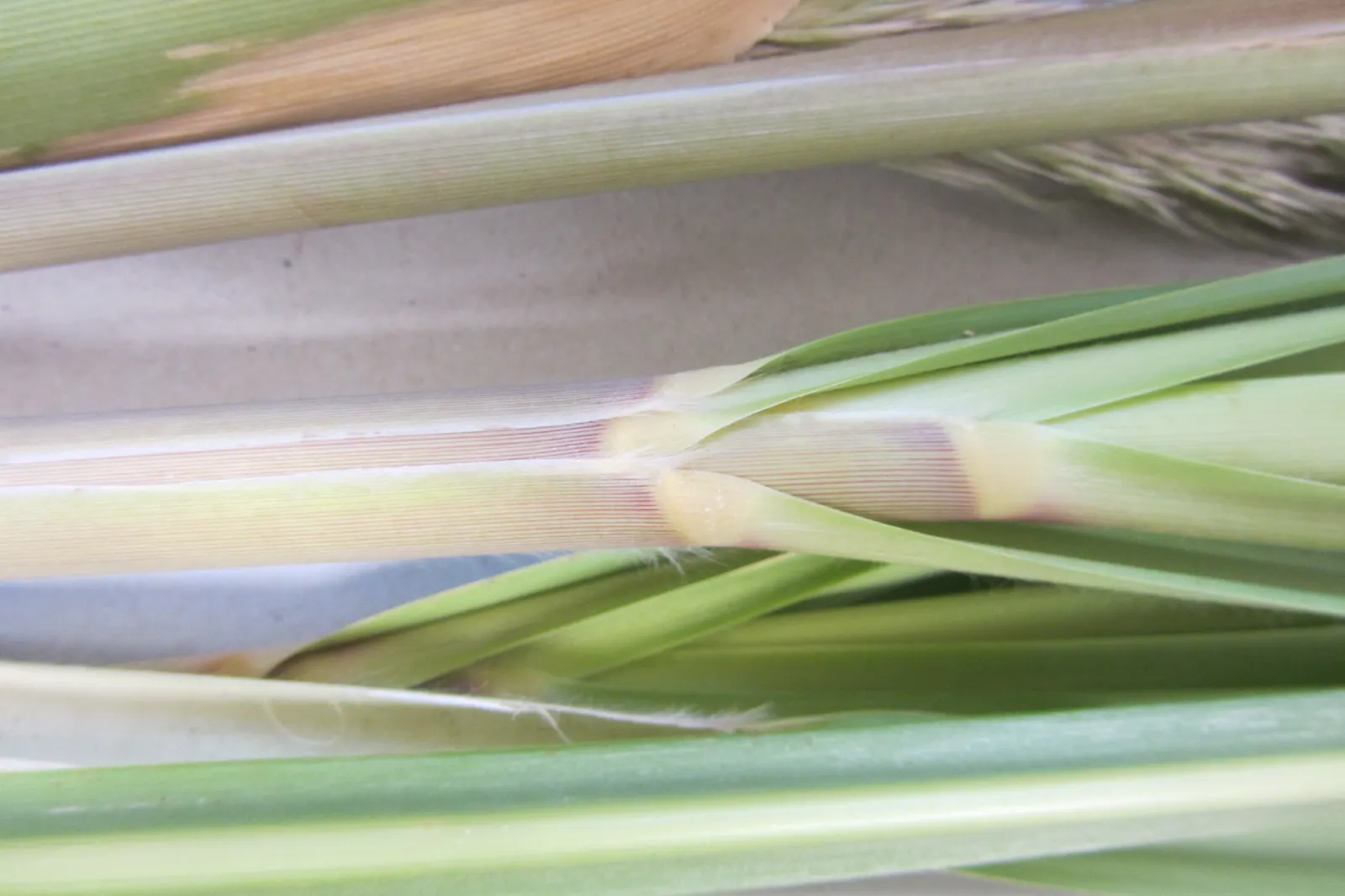 Pampas Grass (Cortaderia Selloana) — Renowned for its striking; care should be taken to place it away from high-traffic areas, image 94
