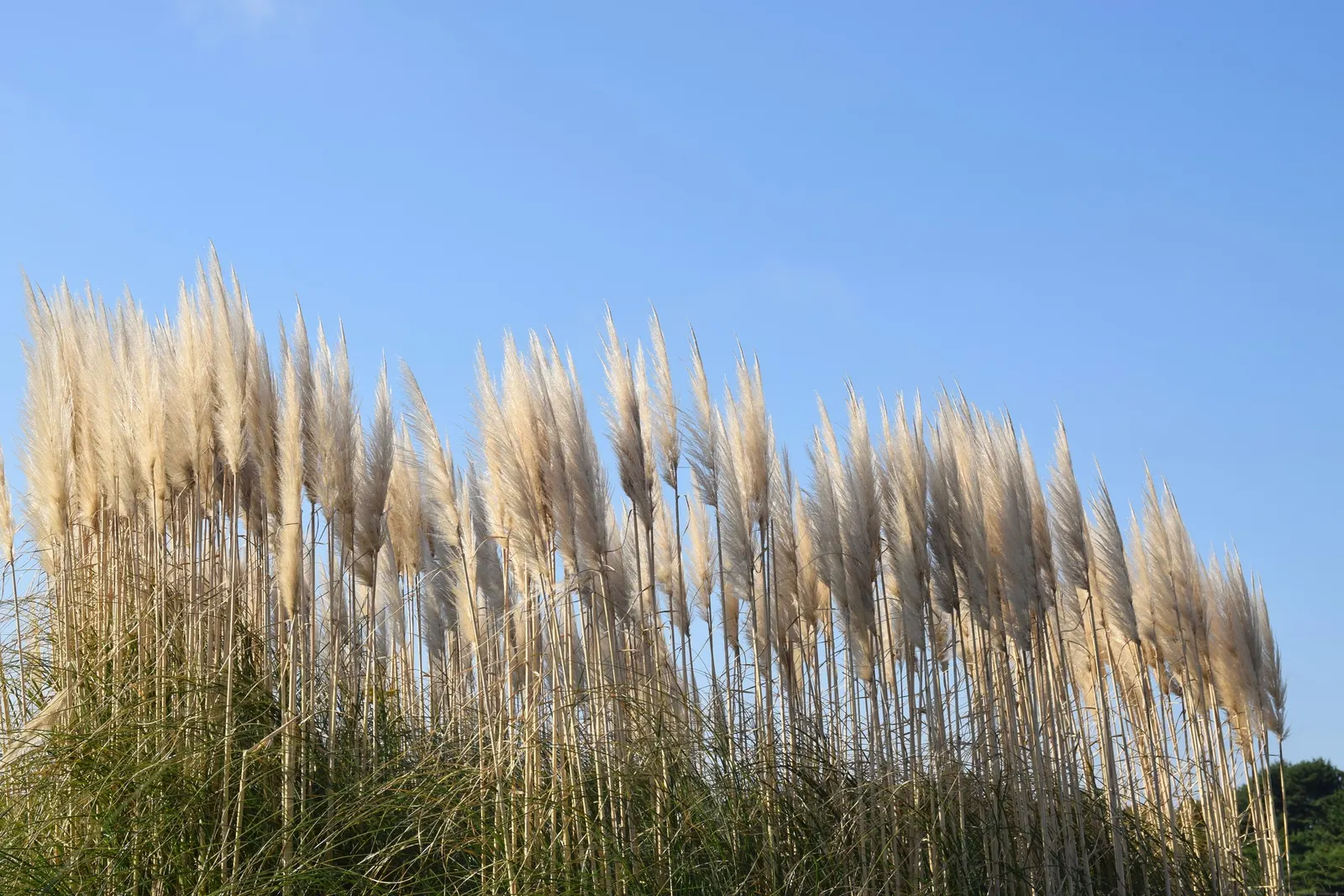 Pampas Grass (Cortaderia Selloana) — feathery plumes that emerge above its foliage
