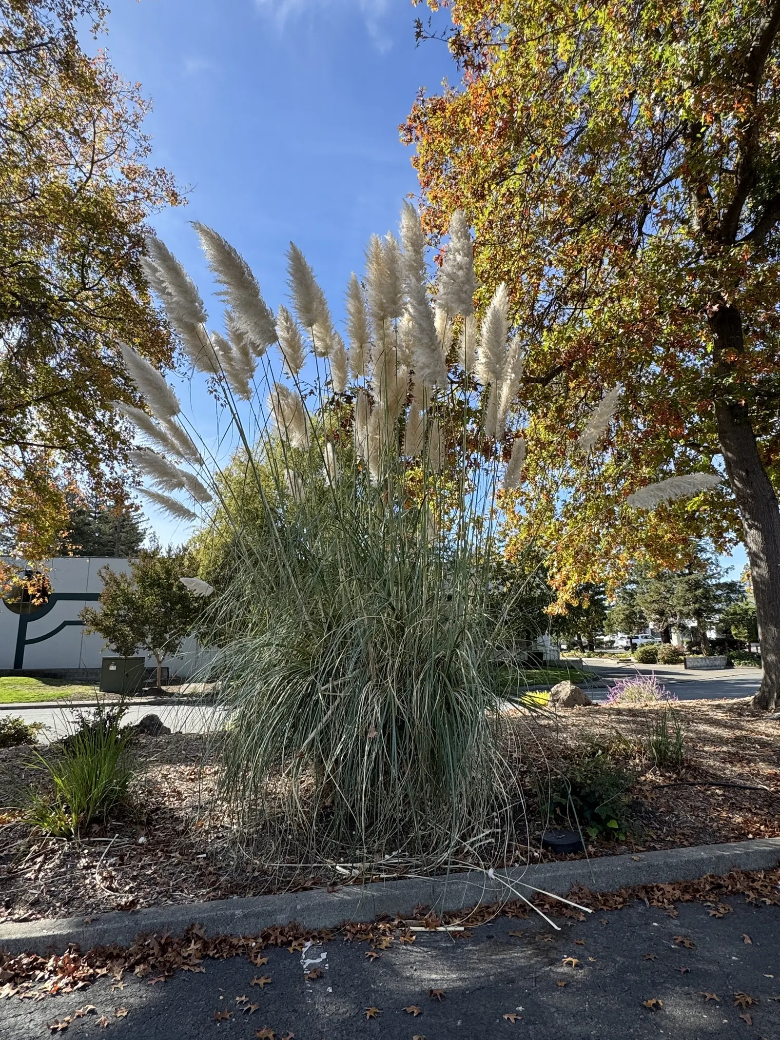 Pampas Grass (Cortaderia Selloana) — Pampas Grass is often used as a screen or as a dramatic specimen plant