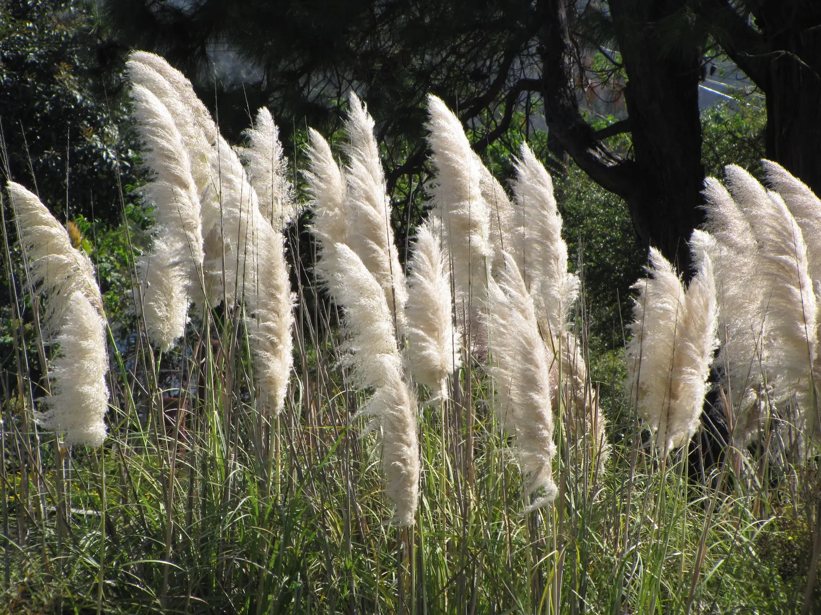 Pampas Grass (Cortaderia Selloana) — is a statement-making ornamental grass that can reach up to 10 feet in height and 6 feet in width; it provides, image 93