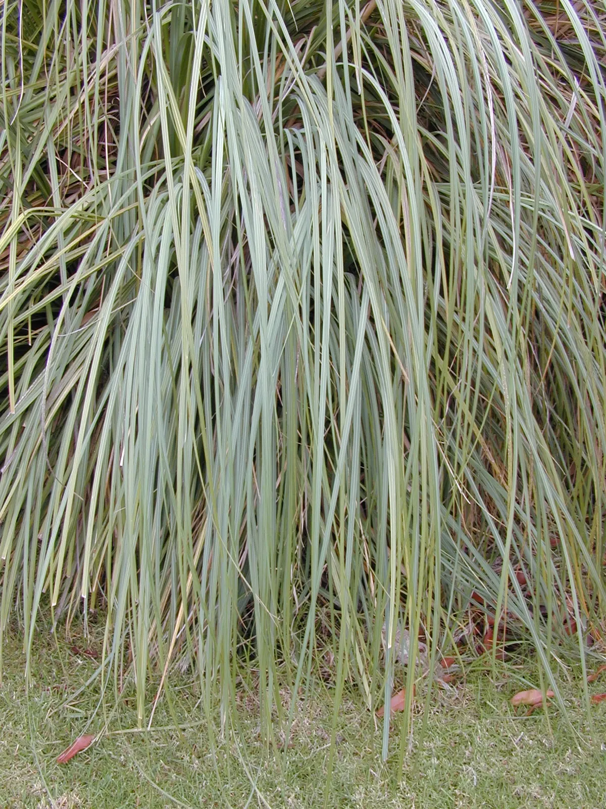 Pampas Grass (Cortaderia Selloana) — Pampas Grass is known for its show-stopping; though it is important to note that it can become invasive if not, image 59