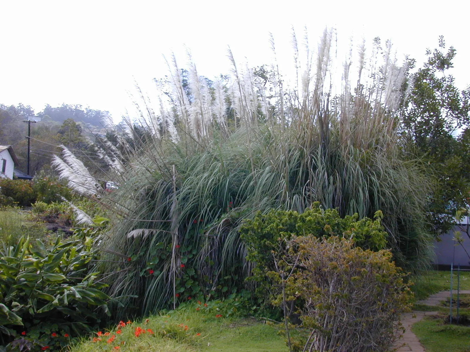 Pampas Grass (Cortaderia Selloana) — Note its invasive behavior in some regions and sharp-edged leaves requiring mindful placement; for successful, image 75