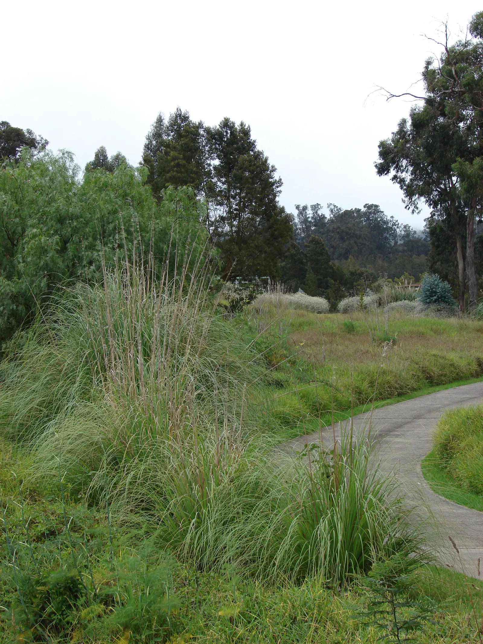 Pampas Grass (Cortaderia Selloana) — it provides a dramatic flair to landscapes; renowned for its striking, image 73