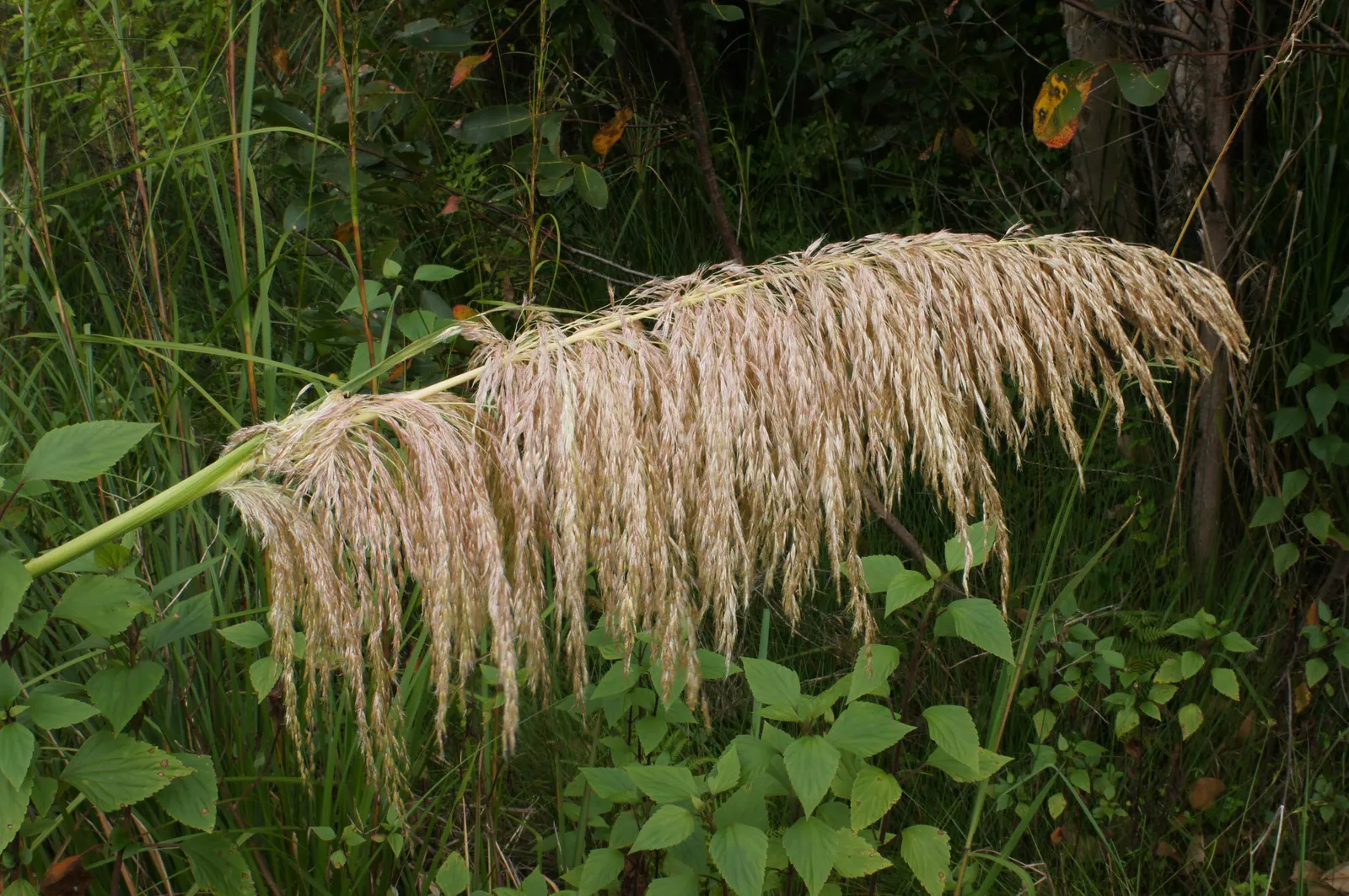 Pampas Grass (Cortaderia Selloana) — Pampas Grass (Cortaderia selloana) is an imposing; grass for full or half, image 76