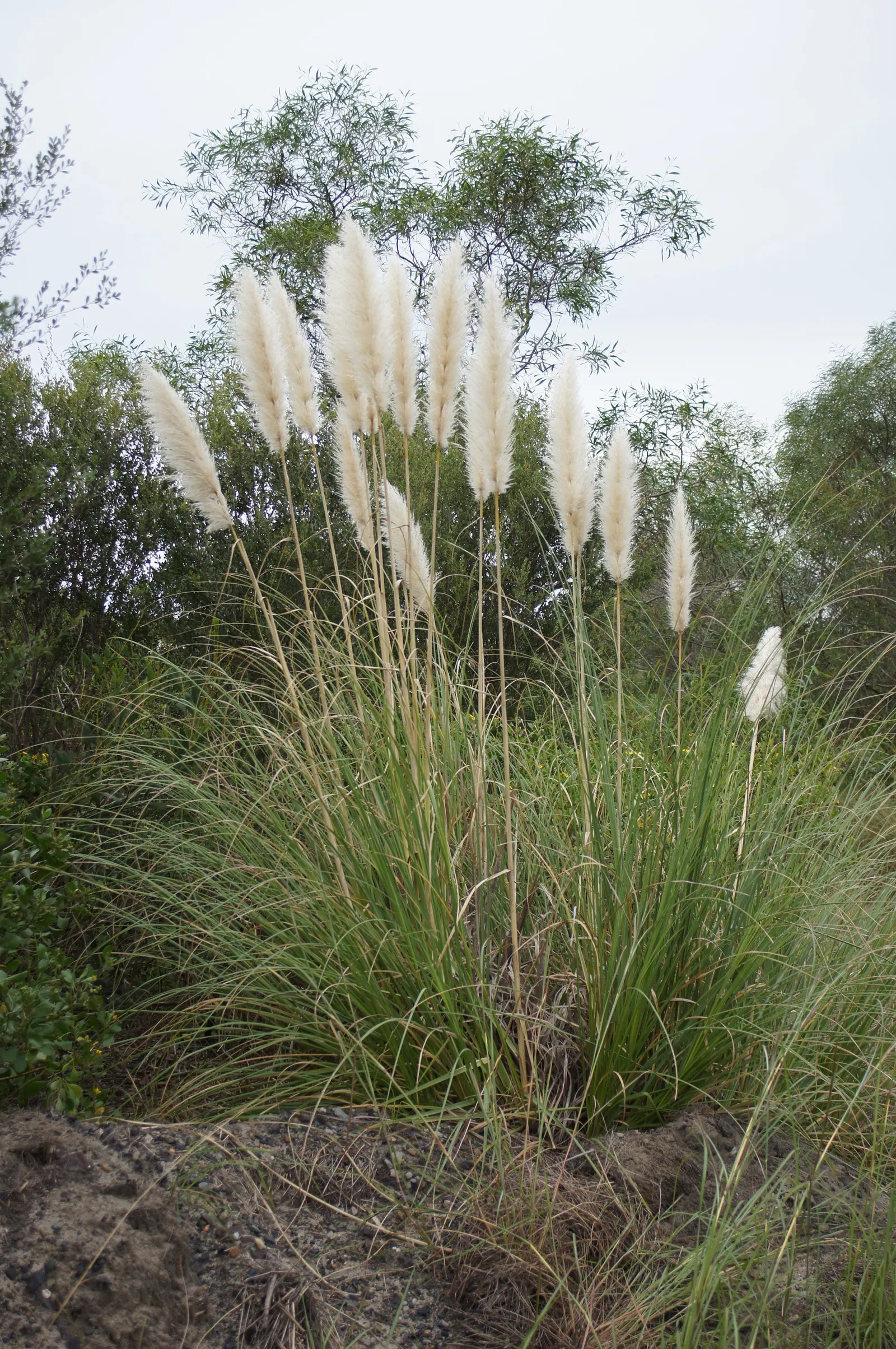 Pampas Grass (Cortaderia Selloana) — though it is important to note that it can become invasive if not managed properly.<br><br>In terms of care, image 88