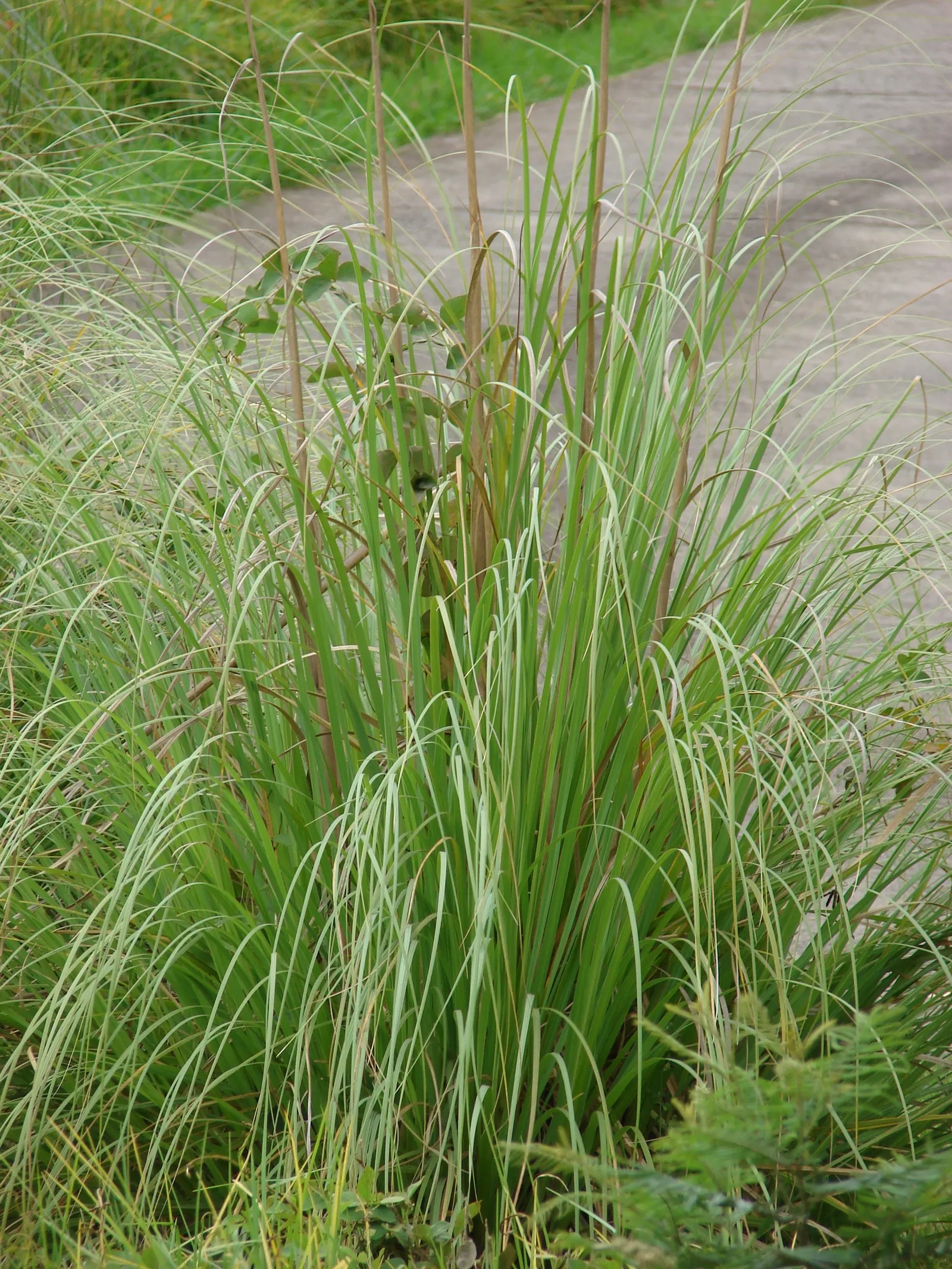 Pampas Grass (Cortaderia Selloana) — grass for full or half; annual pruning in late winter is recommended to prepare the plant for new growth and maintain its