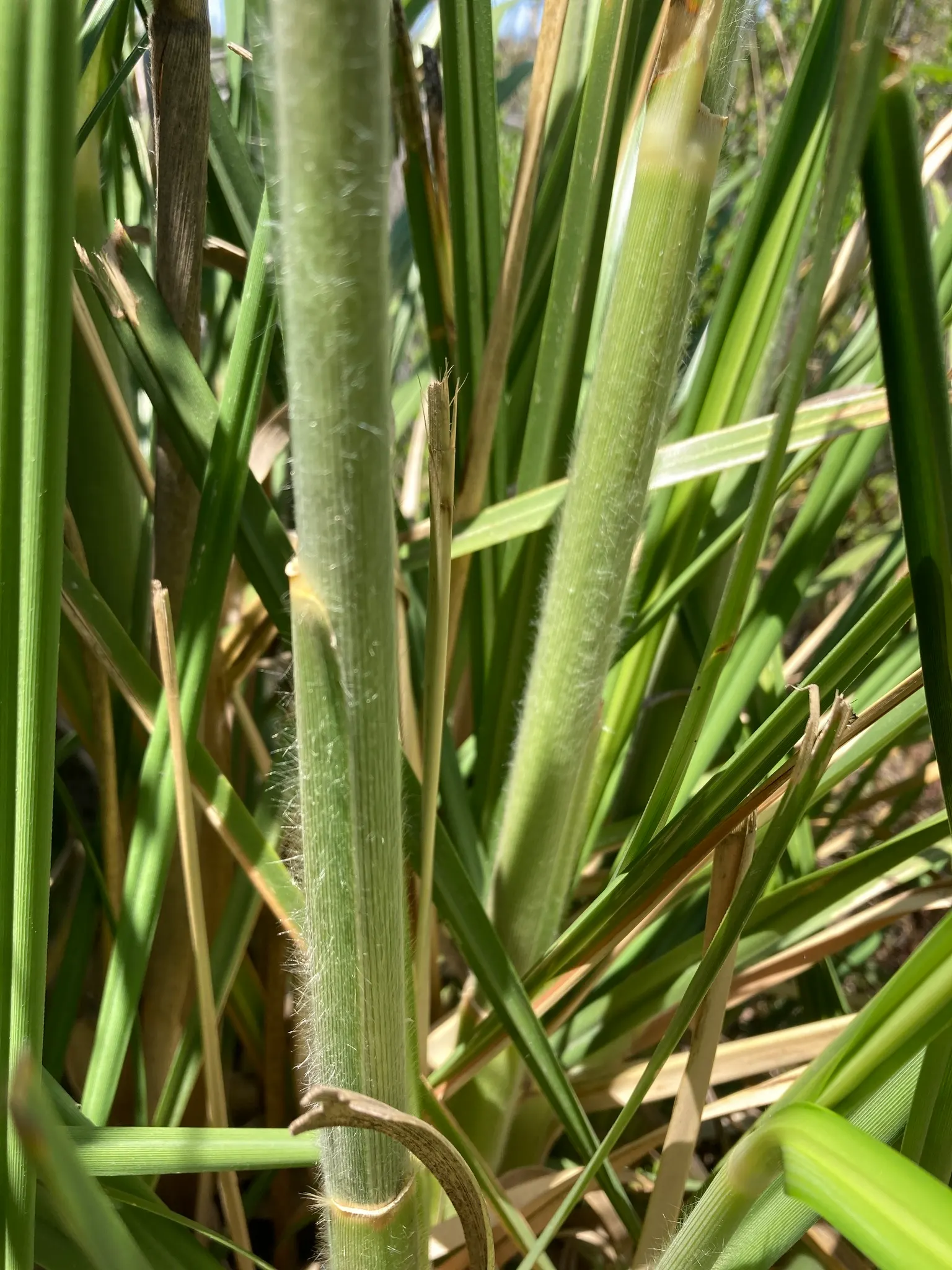 Pampas Grass (Cortaderia Selloana) — Pampas Grass (Cortaderia selloana) is an imposing