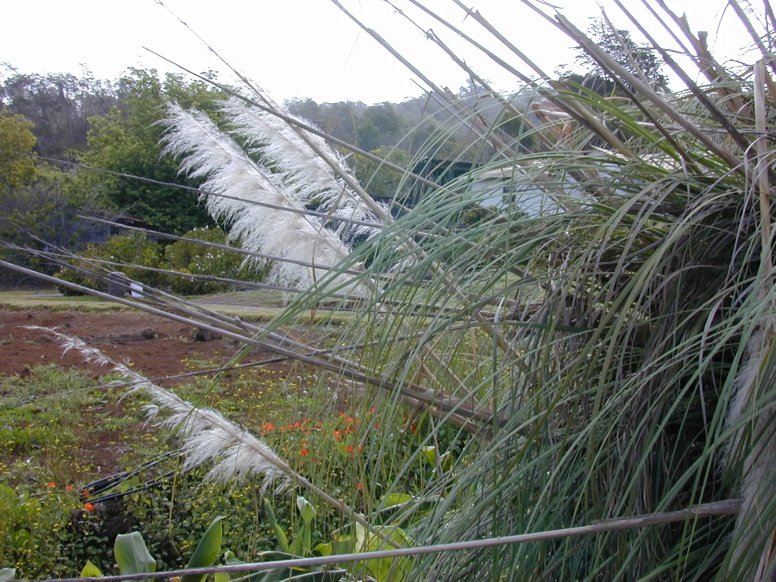 Pampas Grass (Cortaderia Selloana) — In late summer through autumn, image 58