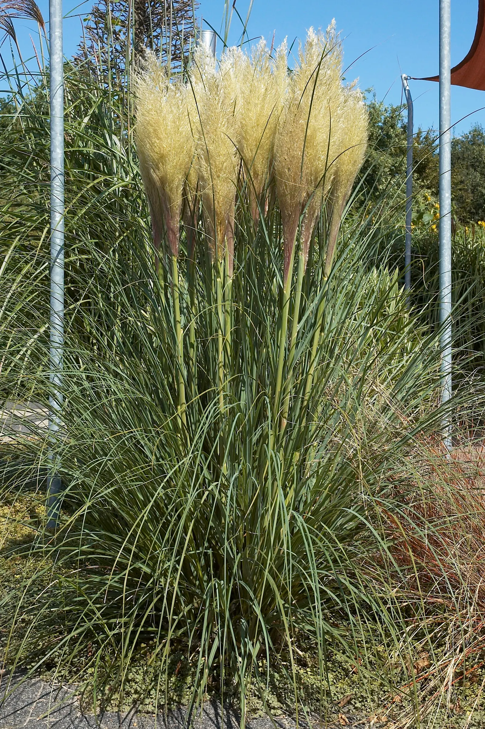 Pampas Grass (Cortaderia Selloana) — care should be taken to place it away from high-traffic areas; preferring full sun, it thrives in USDA zones, image 57