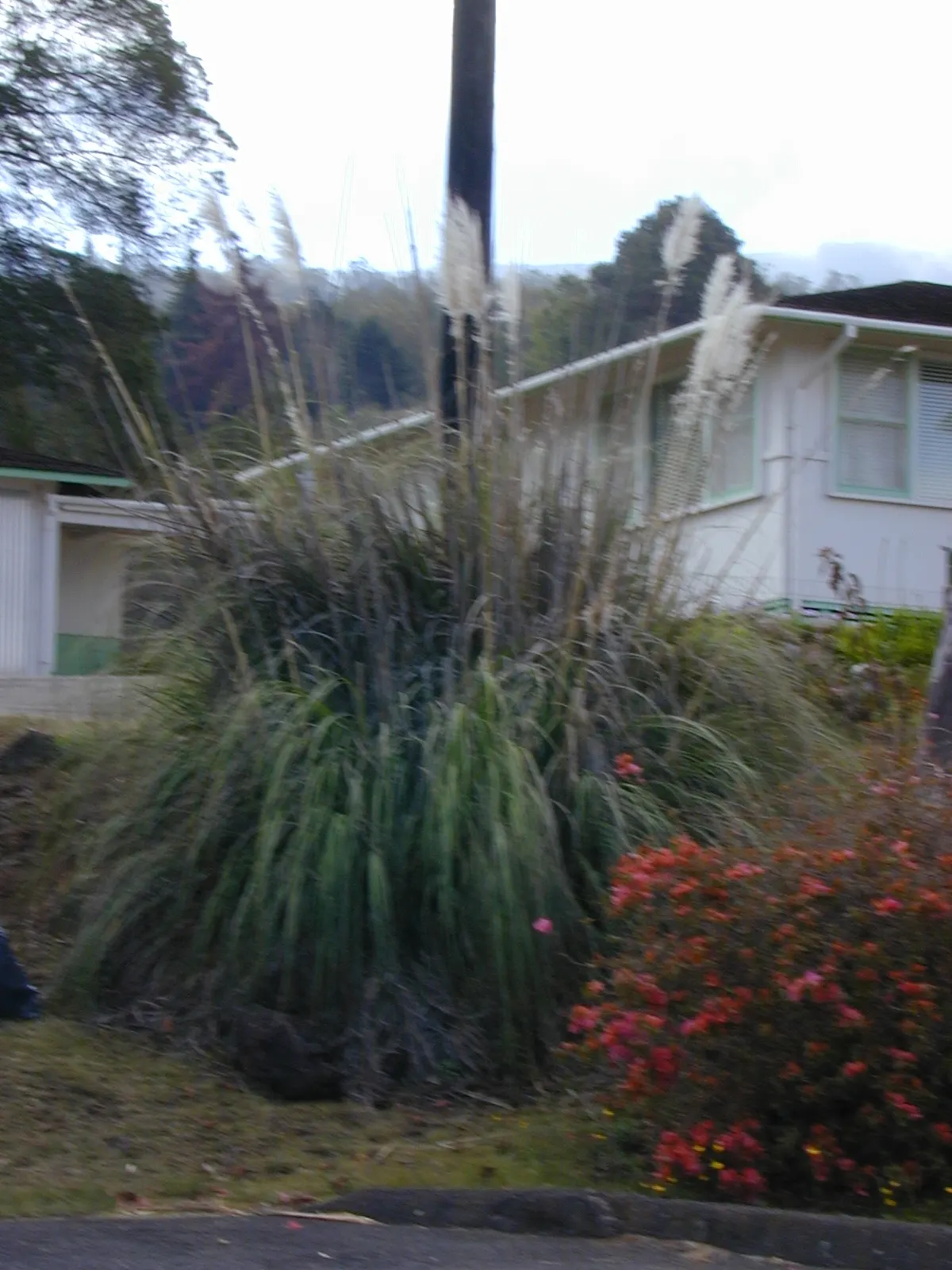 Pampas Grass (Cortaderia Selloana) — Pampas Grass is known for its show-stopping; though it is important to note that it can become invasive if not managed