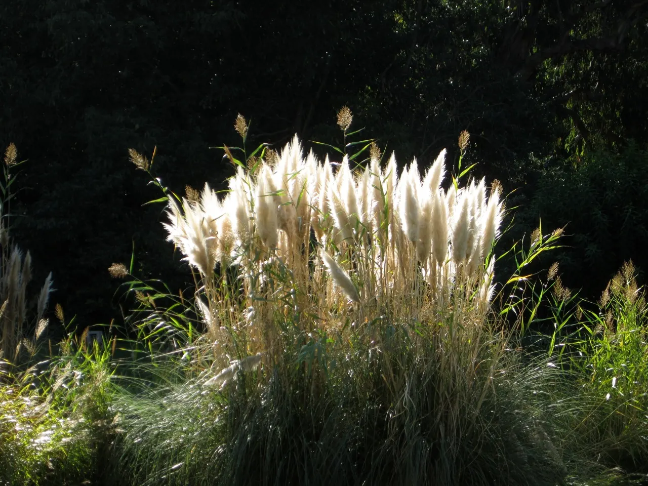 Pampas Grass (Cortaderia Selloana) — feathery plumes that emerge above its foliage; feathery plumes which appear in summer and last through winter
