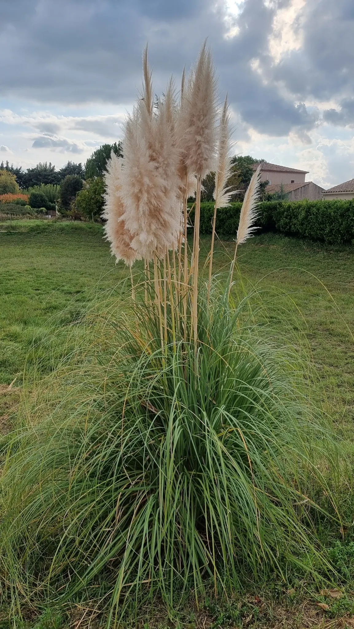 Pampas Grass (Cortaderia Selloana) — Renowned for its striking; care should be taken to place it away from high-traffic areas, image 48