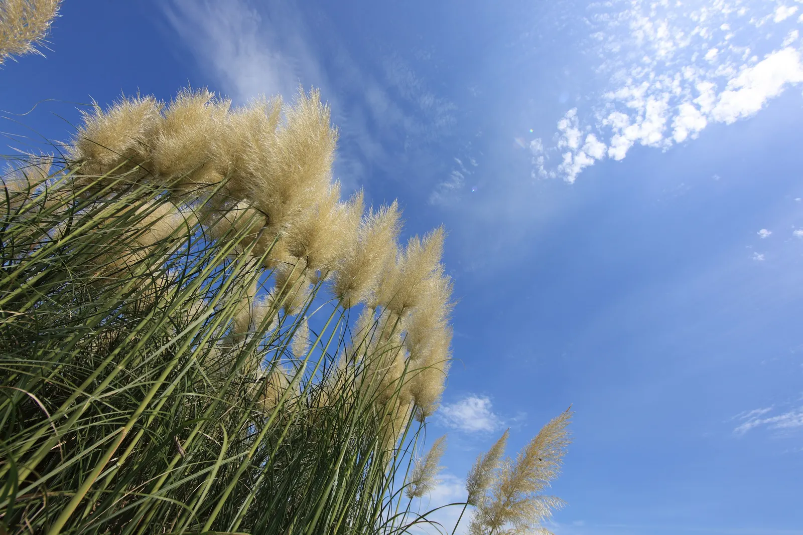 Pampas Grass (Cortaderia Selloana) — Preferring full sun, it thrives in USDA zones 7‚Äì11; originating from South America, it flourishes in USDA, image 51