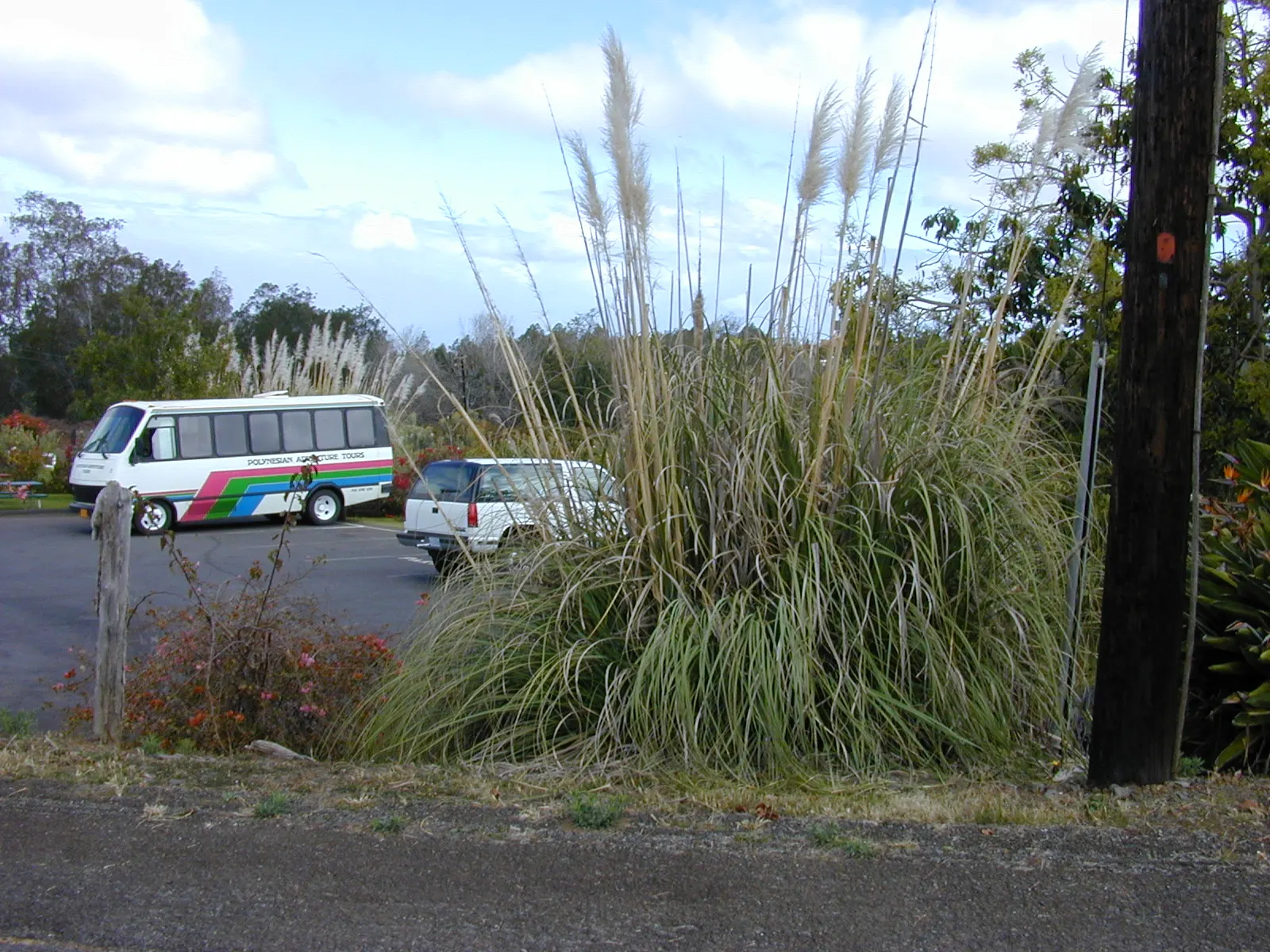 Pampas Grass (Cortaderia Selloana) — In late summer through autumn