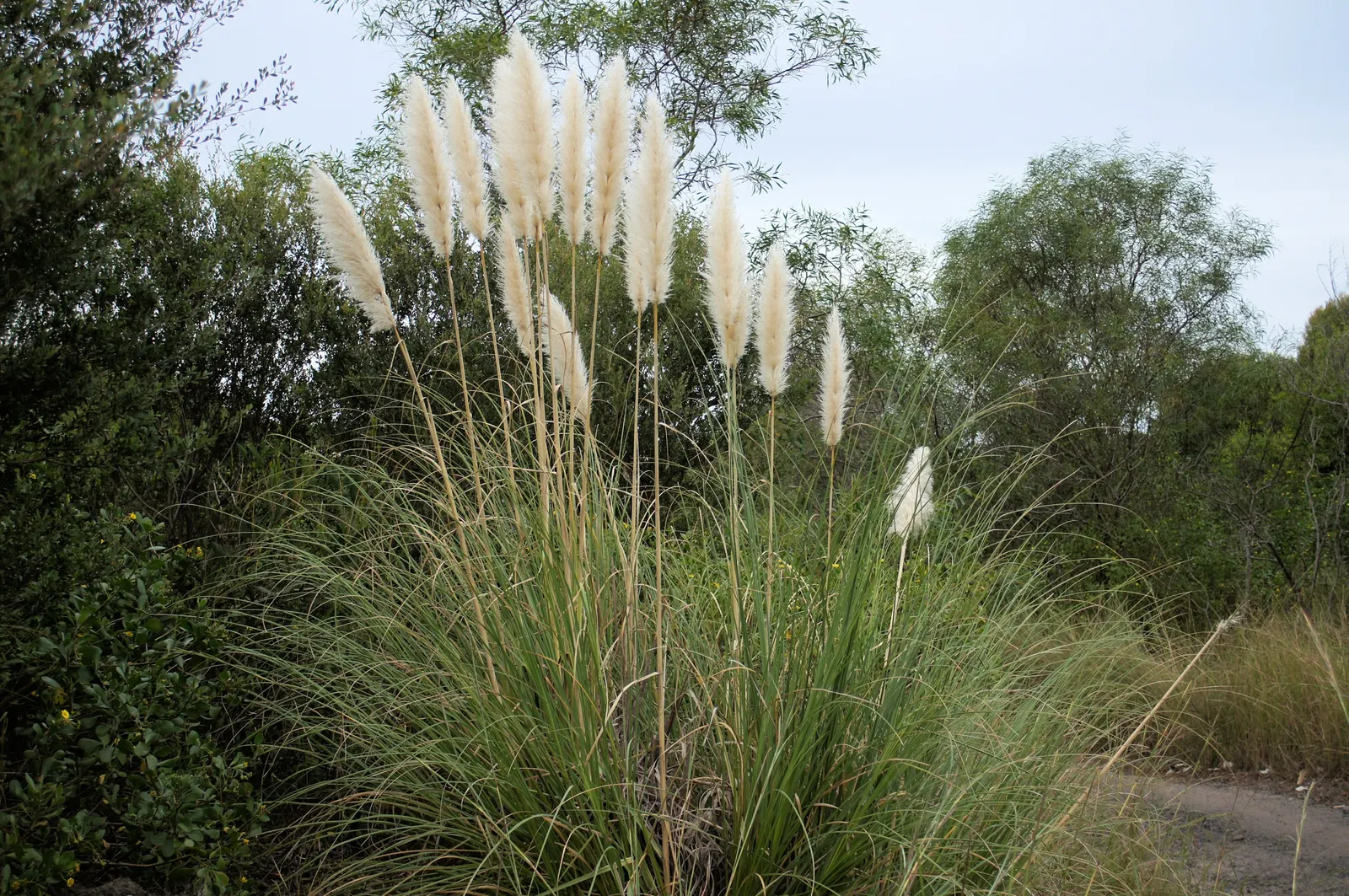Pampas Grass (Cortaderia Selloana) — tall perennial that can serve as a stunning focal point or a natural privacy barrier in a garden; pampas Grass (Cortaderia