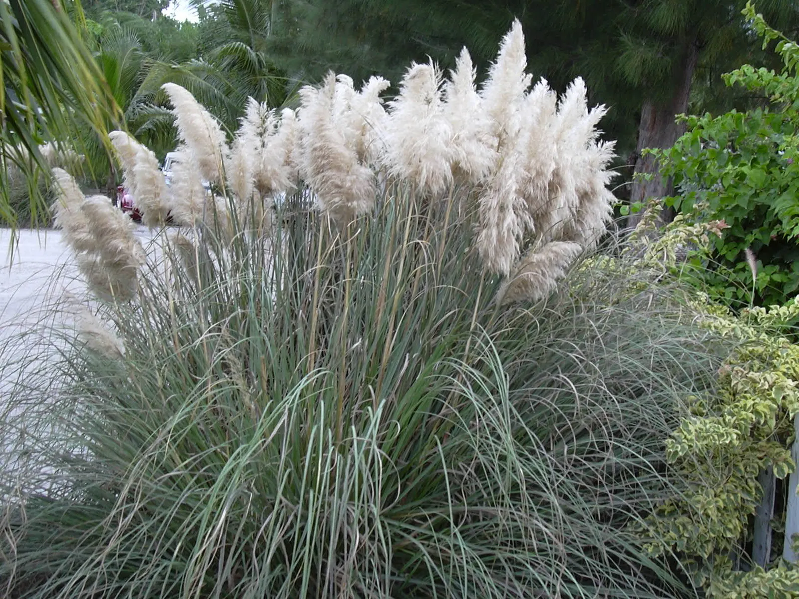 Pampas Grass (Cortaderia Selloana) — In late summer through autumn, image 81