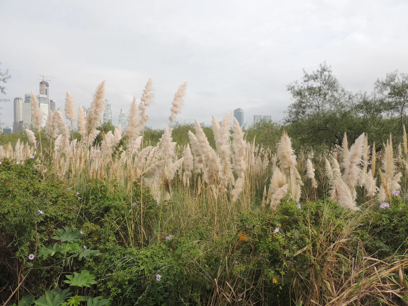 Pampas Grass (Cortaderia Selloana) — it provides a dramatic flair to landscapes