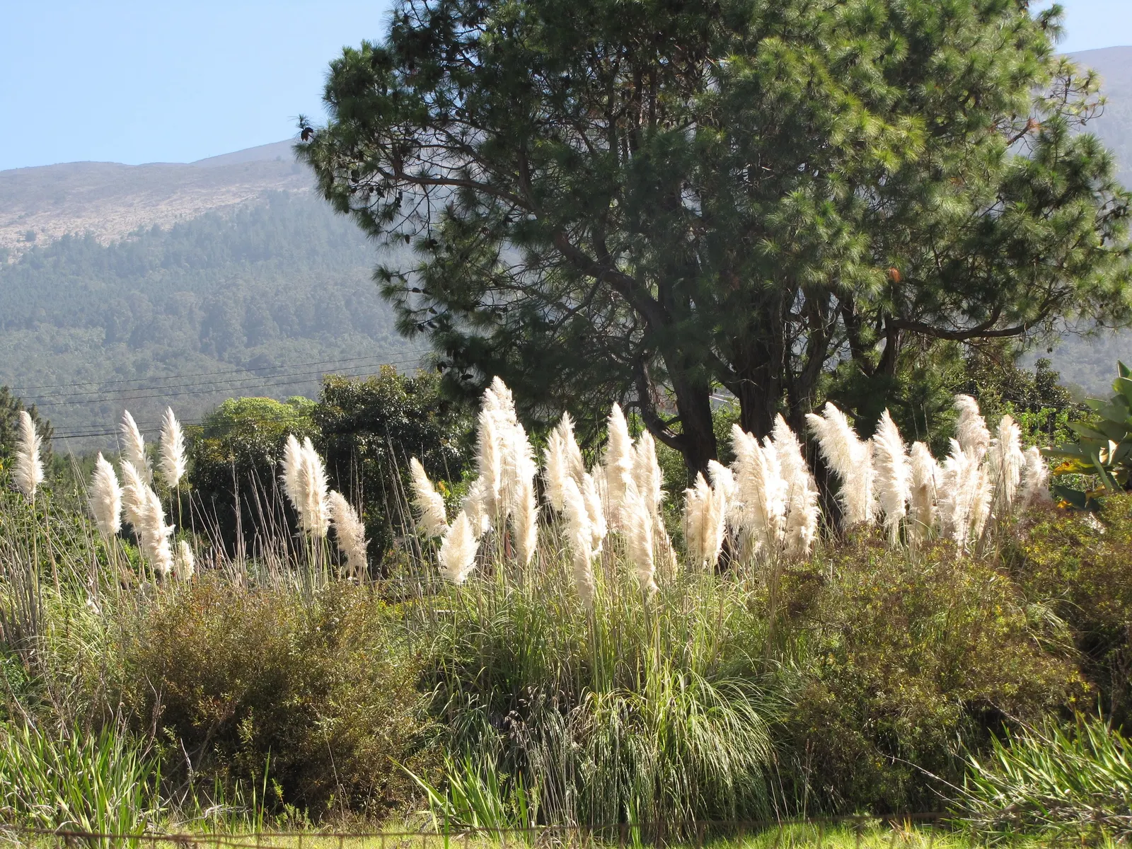 Pampas Grass (Cortaderia Selloana) — annual pruning in late winter is recommended to prepare the plant for new growth and maintain its appearance; grass with