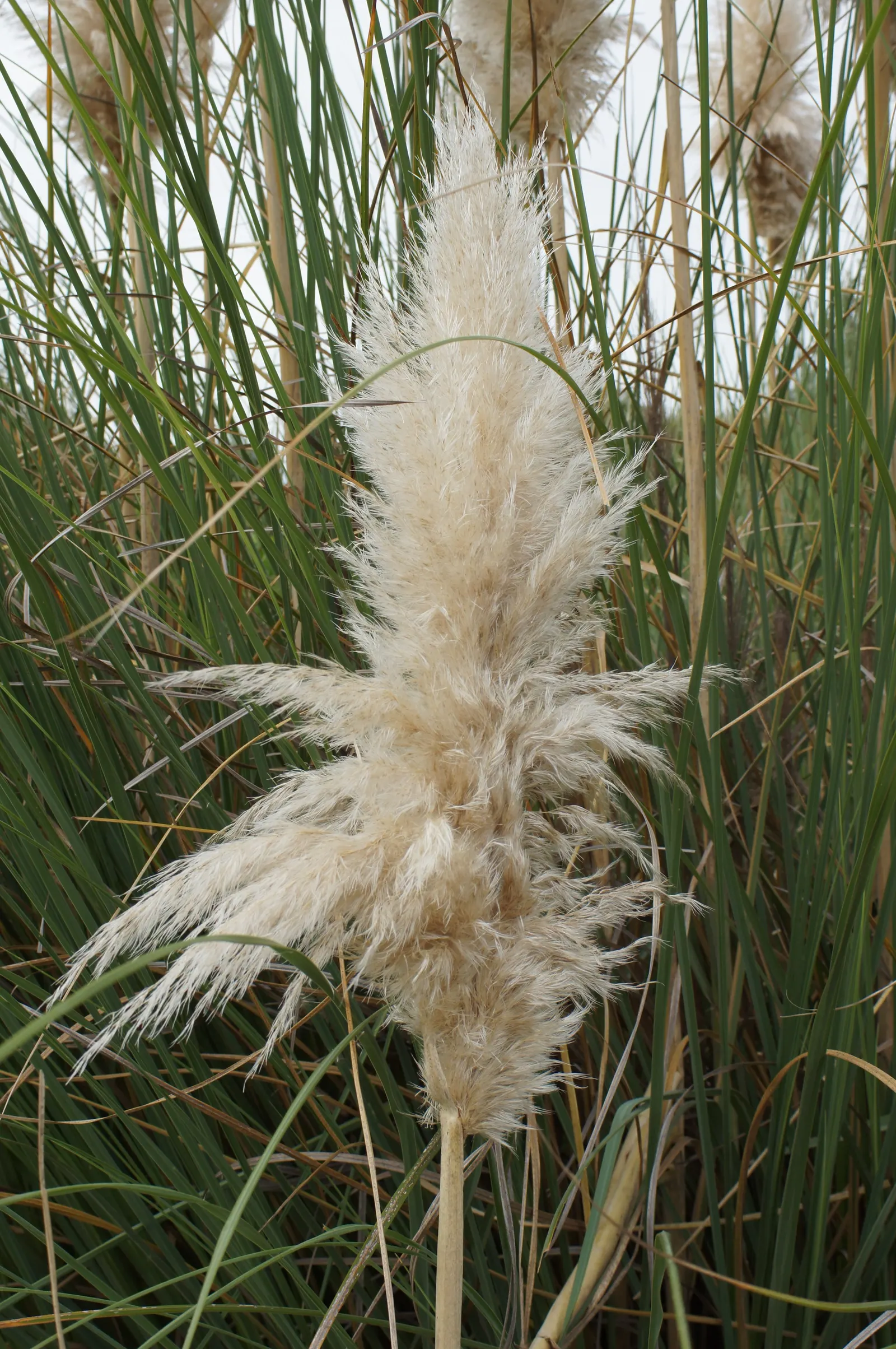 Pampas Grass (Cortaderia Selloana) — feathery plumes which appear in summer and last through winter; and can thrive on minimal care, image 95