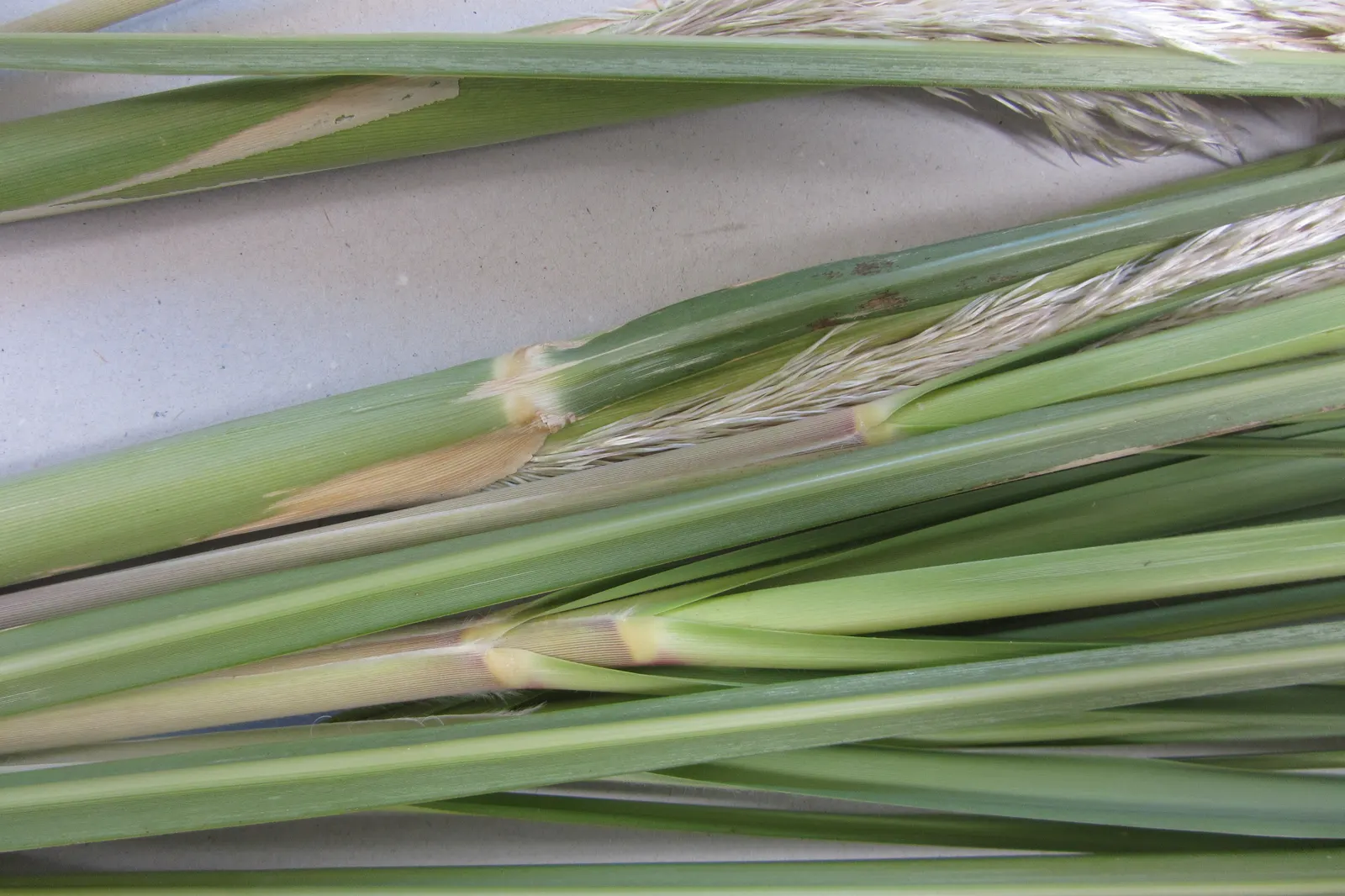 Pampas Grass (Cortaderia Selloana) — Pampas Grass (Cortaderia selloana) is an imposing; grass for full or half