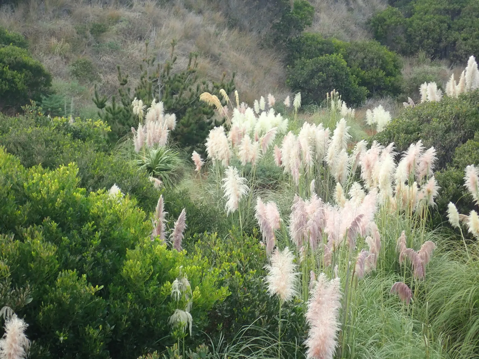 Pampas Grass (Cortaderia Selloana) — For successful growth, it requires well-drained soil; it is relatively low-maintenance, image 62